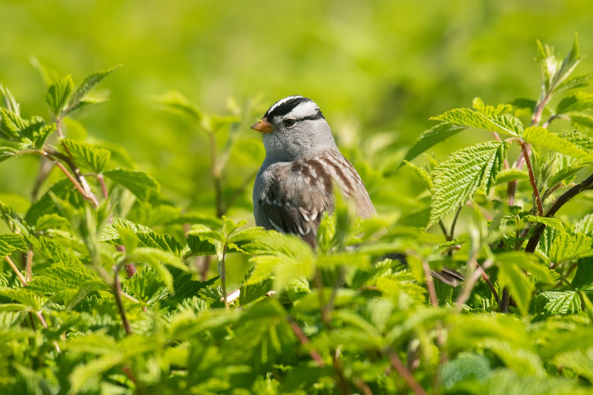 White-Crowned Sparrow sits in a bush-2.jpg