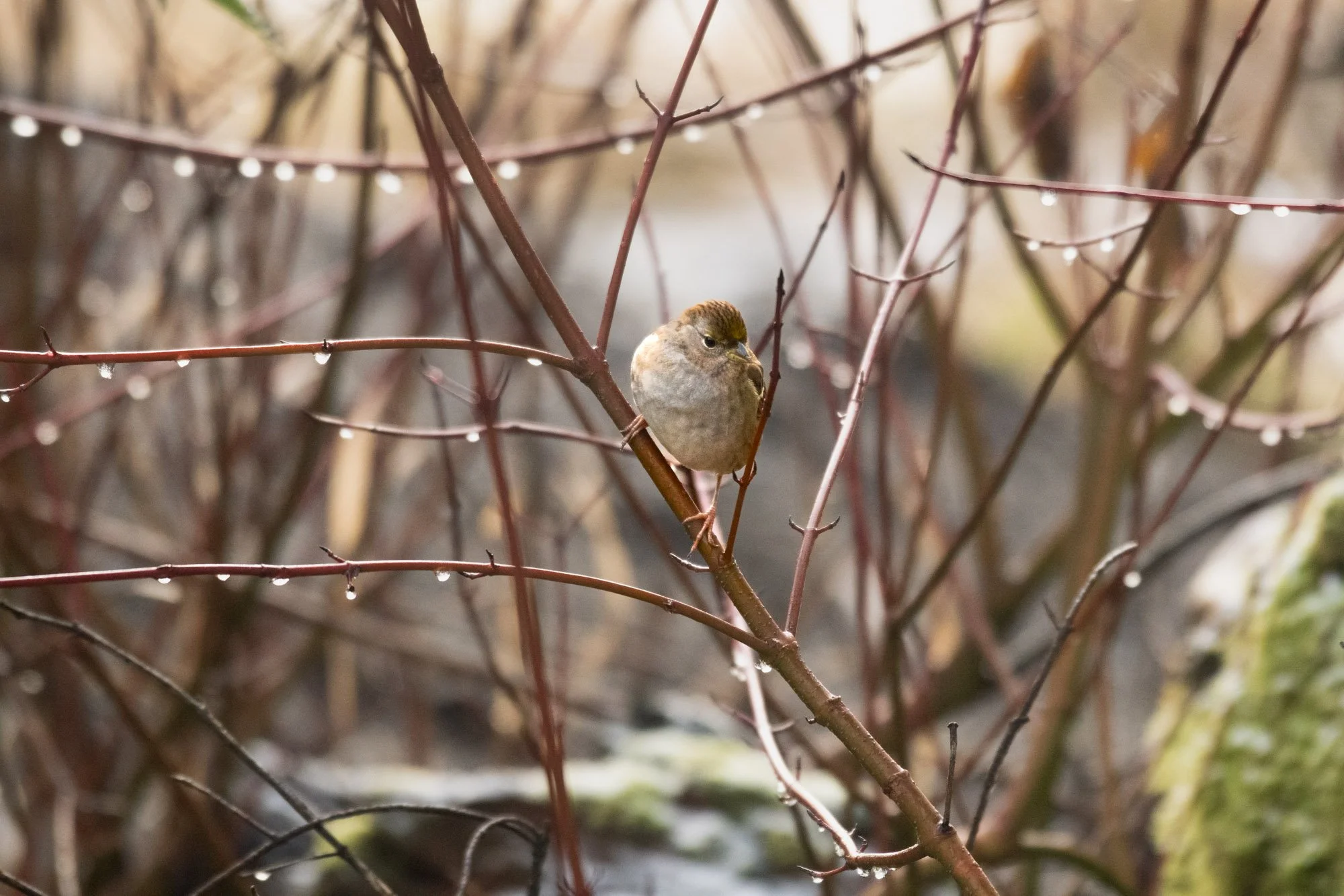 Golden Crowned Sparrow perching.jpg