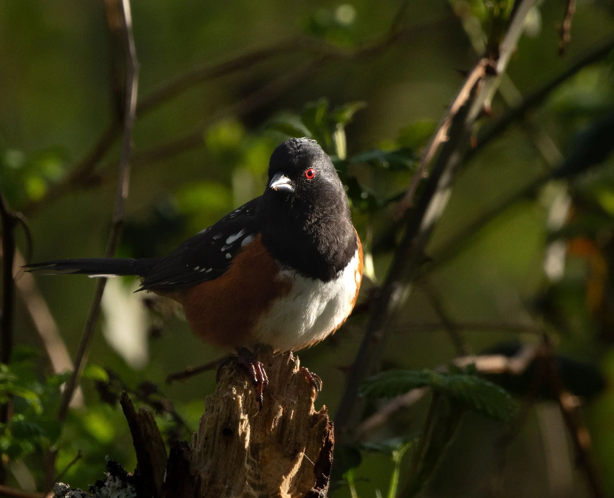 Spotted Towhee grasps broken tree.jpg