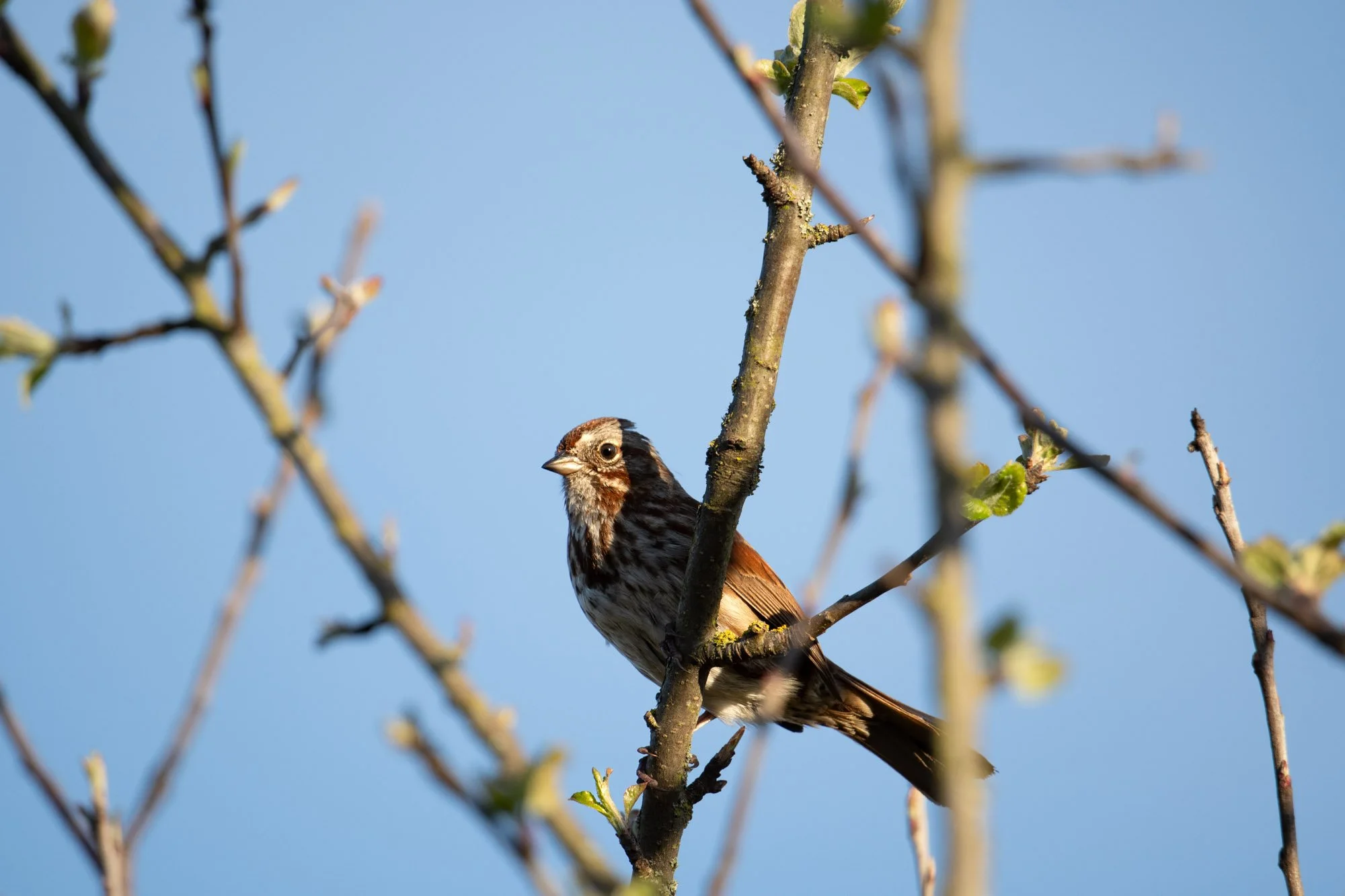 Song Sparrow-3.jpg