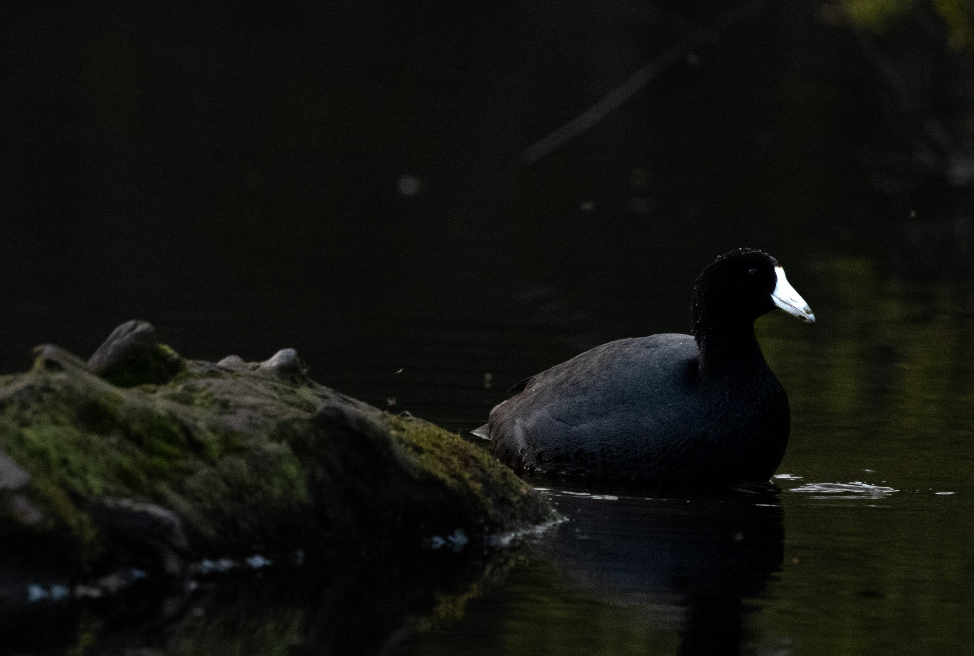 American Coot puffed.jpg