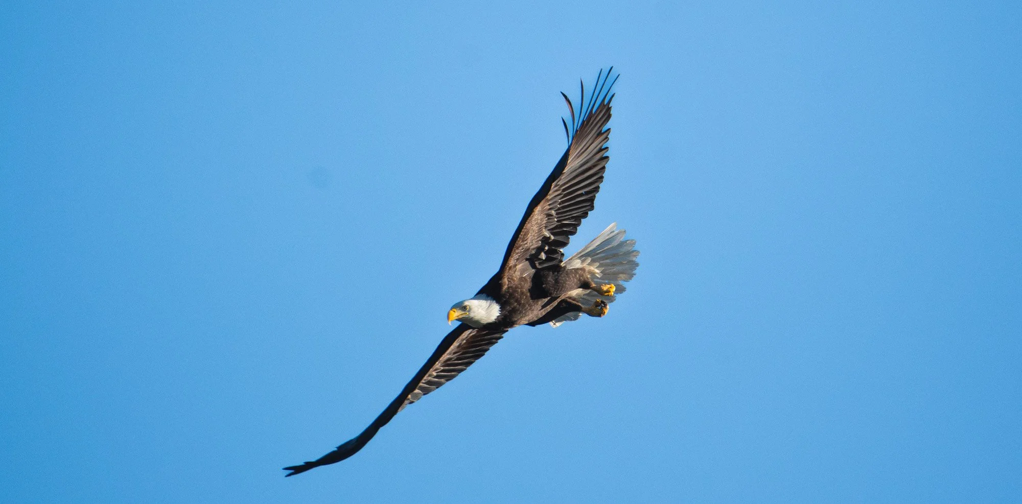Full Bald Eagle Wingspan.jpg