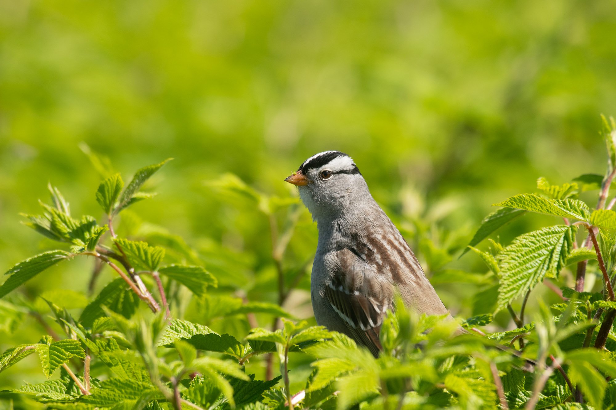White-Crowned Sparrow sits in a bush.jpg