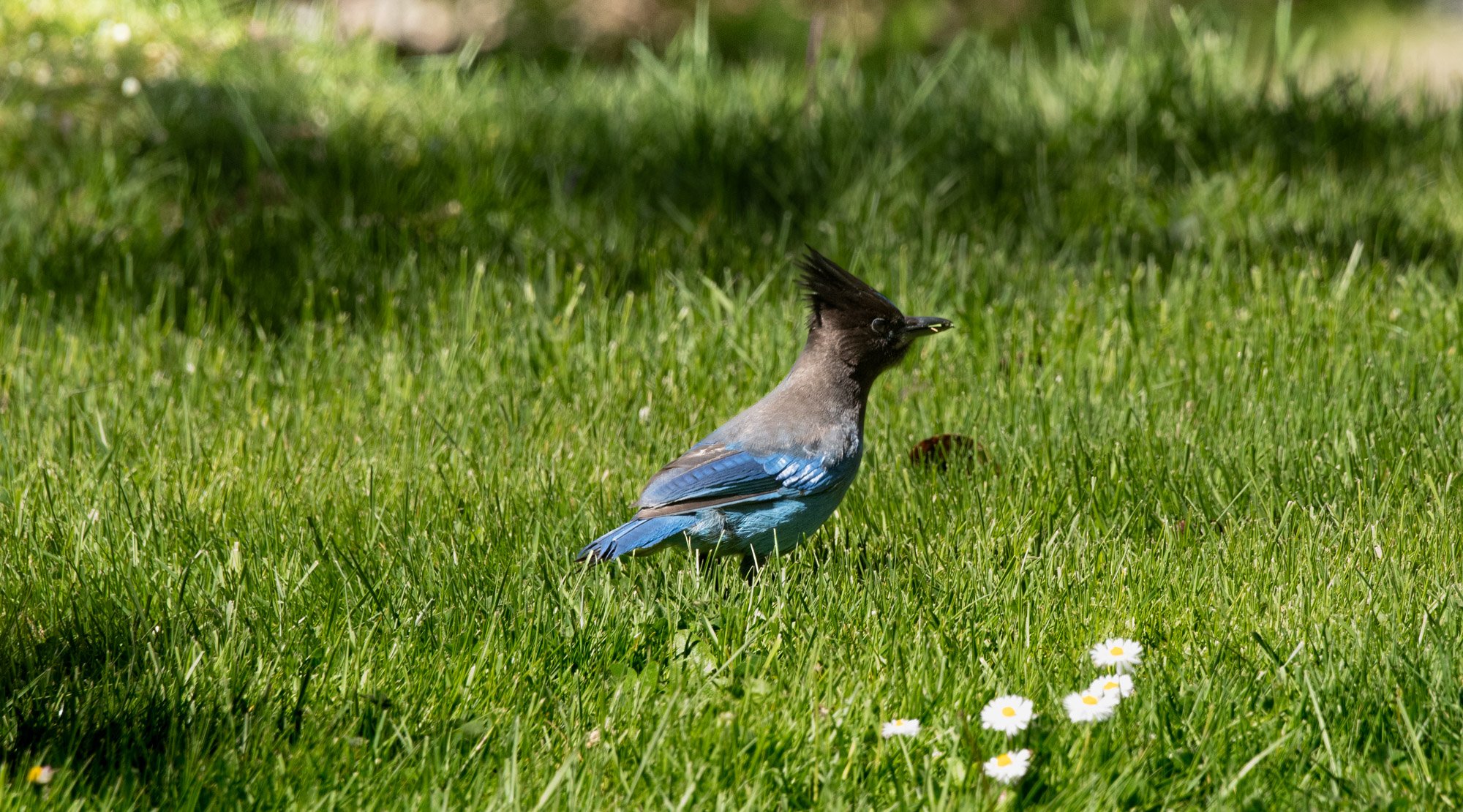 Stellar's Jay.jpg