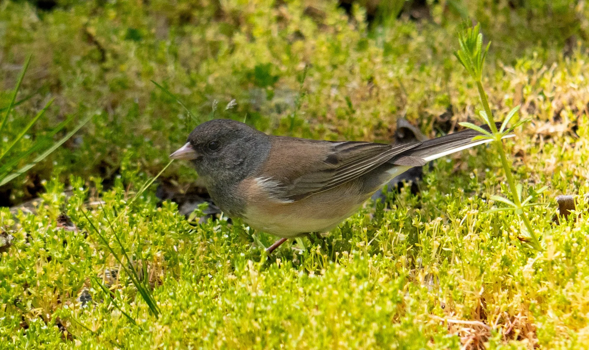 Hunting Junco.jpeg