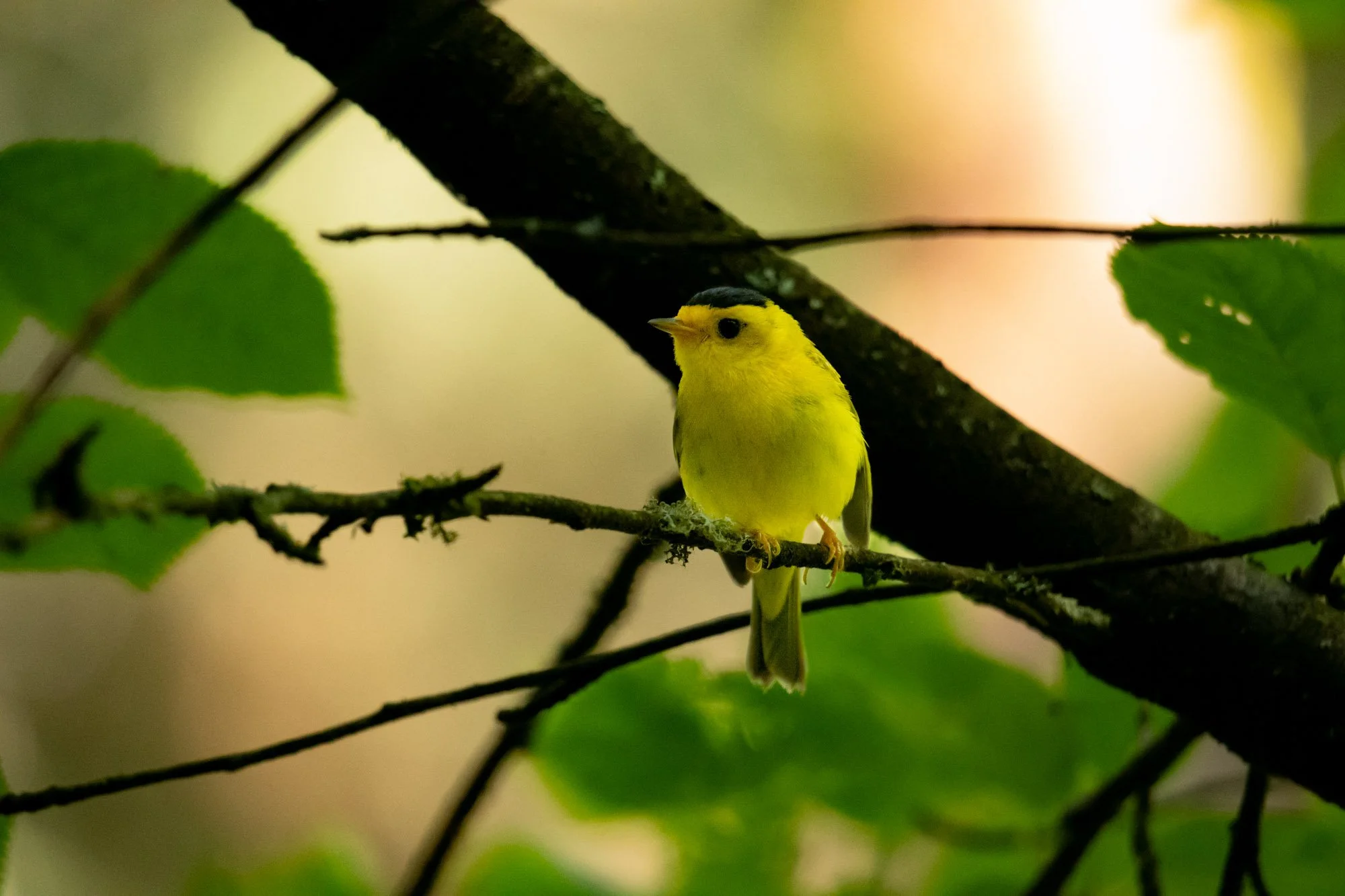 Wilson's Warbler 2.jpg