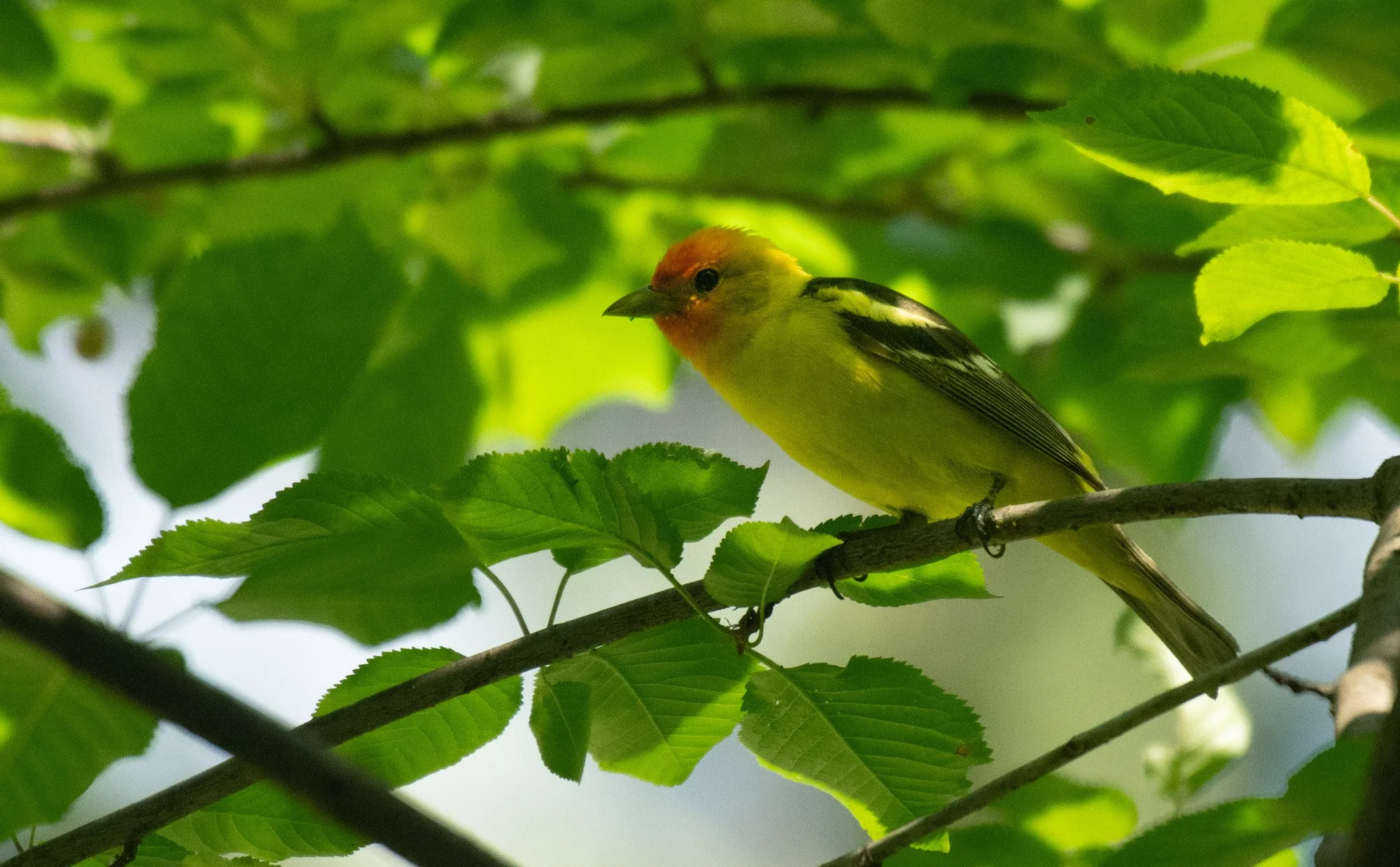 Western Tanager-2.jpeg
