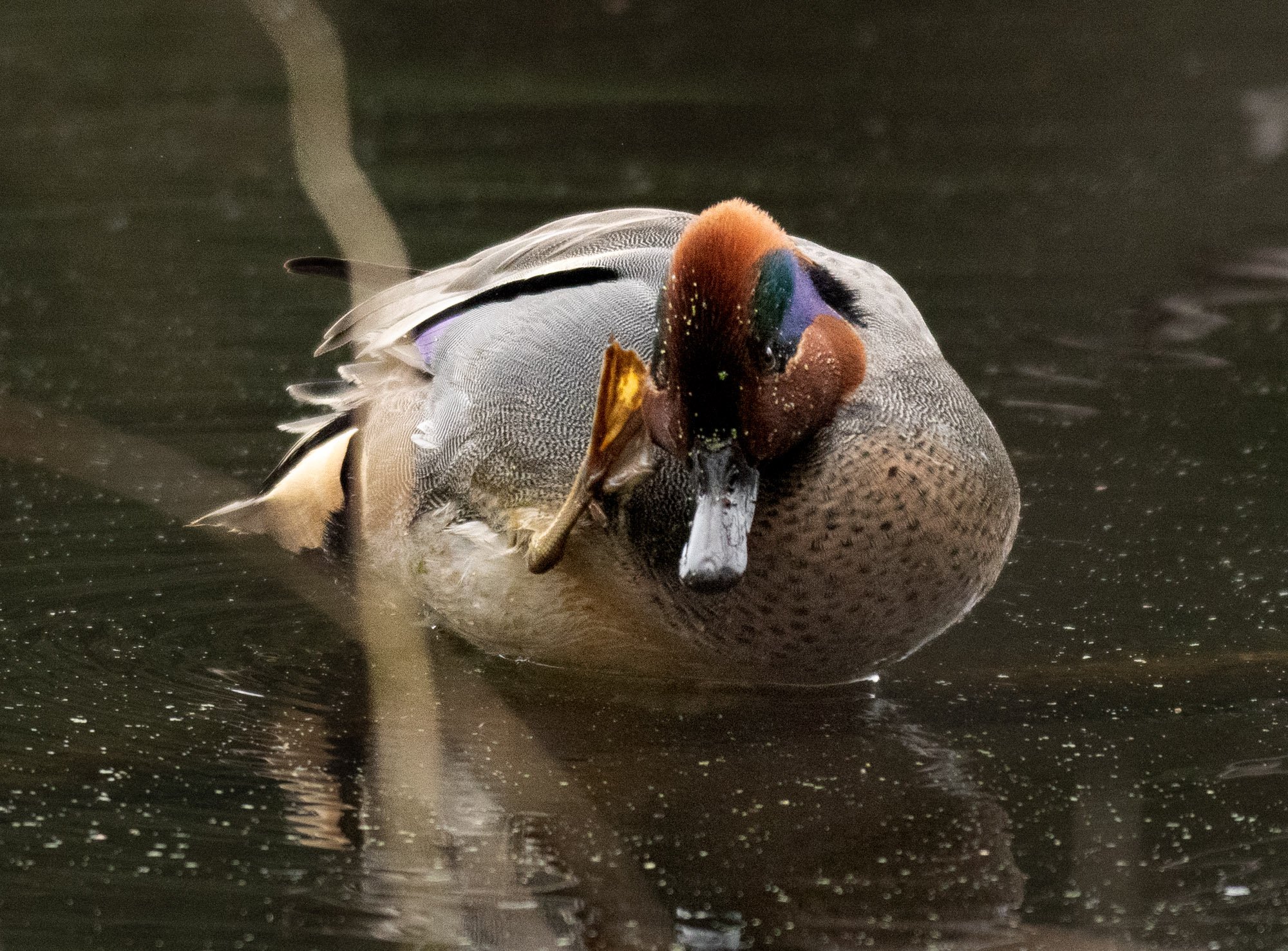 Green Winged Teal scratching.jpeg