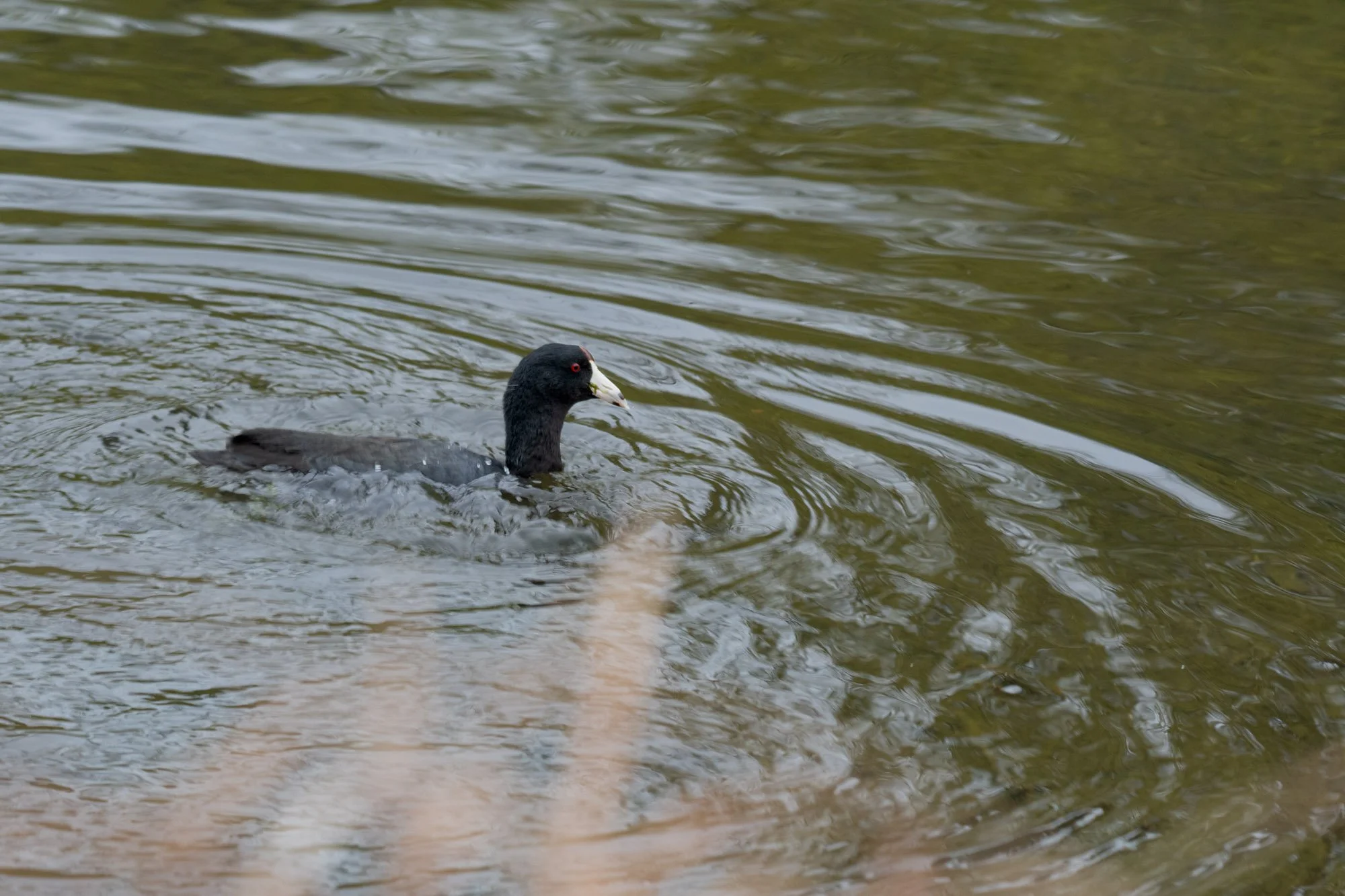 American Coot 2.jpg