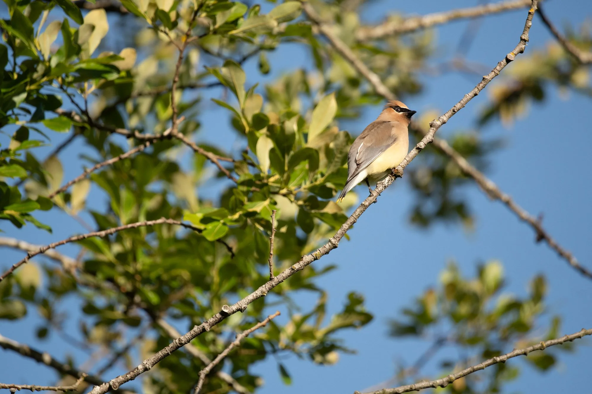 Cedar Waxwing perched.jpeg