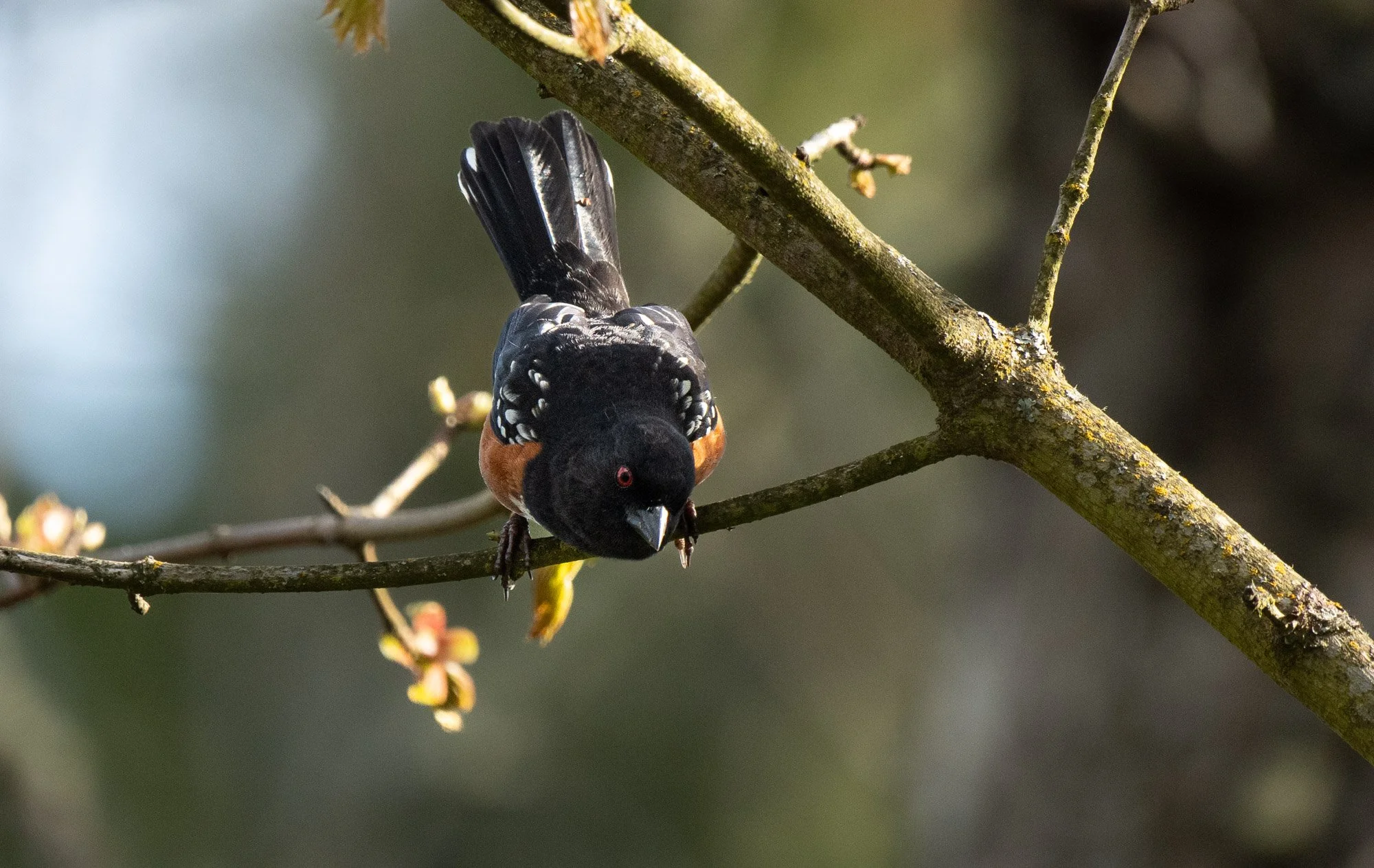 Spotted Towhee ponders.jpg
