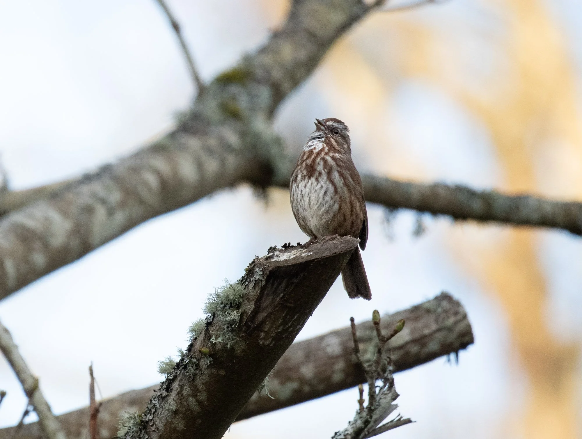 Song Sparrow Singing.jpg