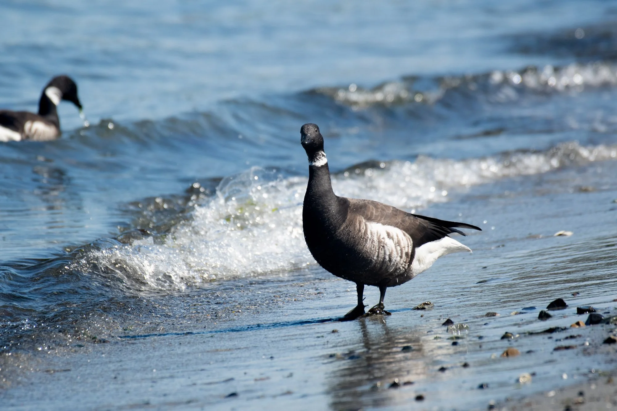 Brant against waves.jpg