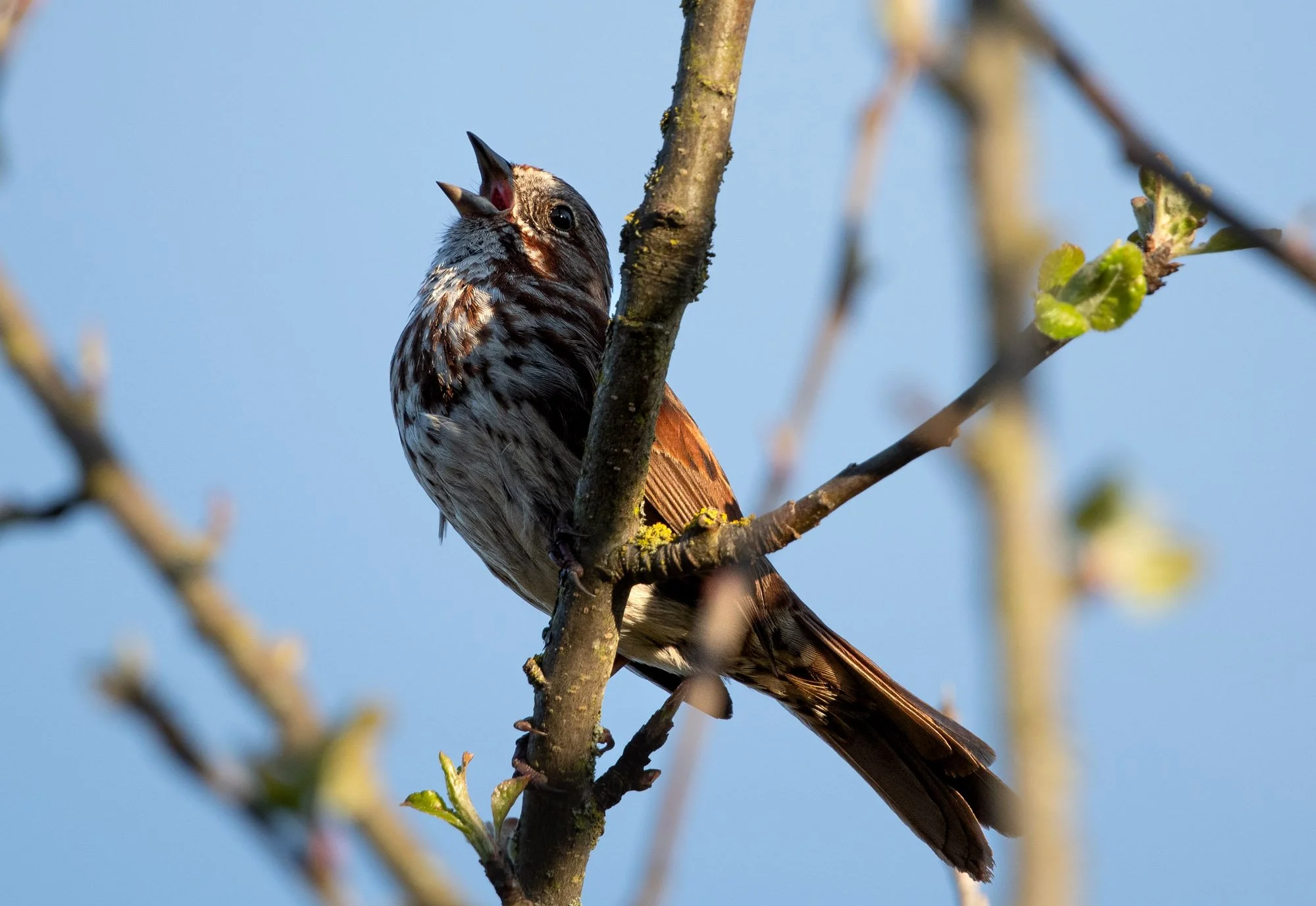 Song Sparrow-4.jpg