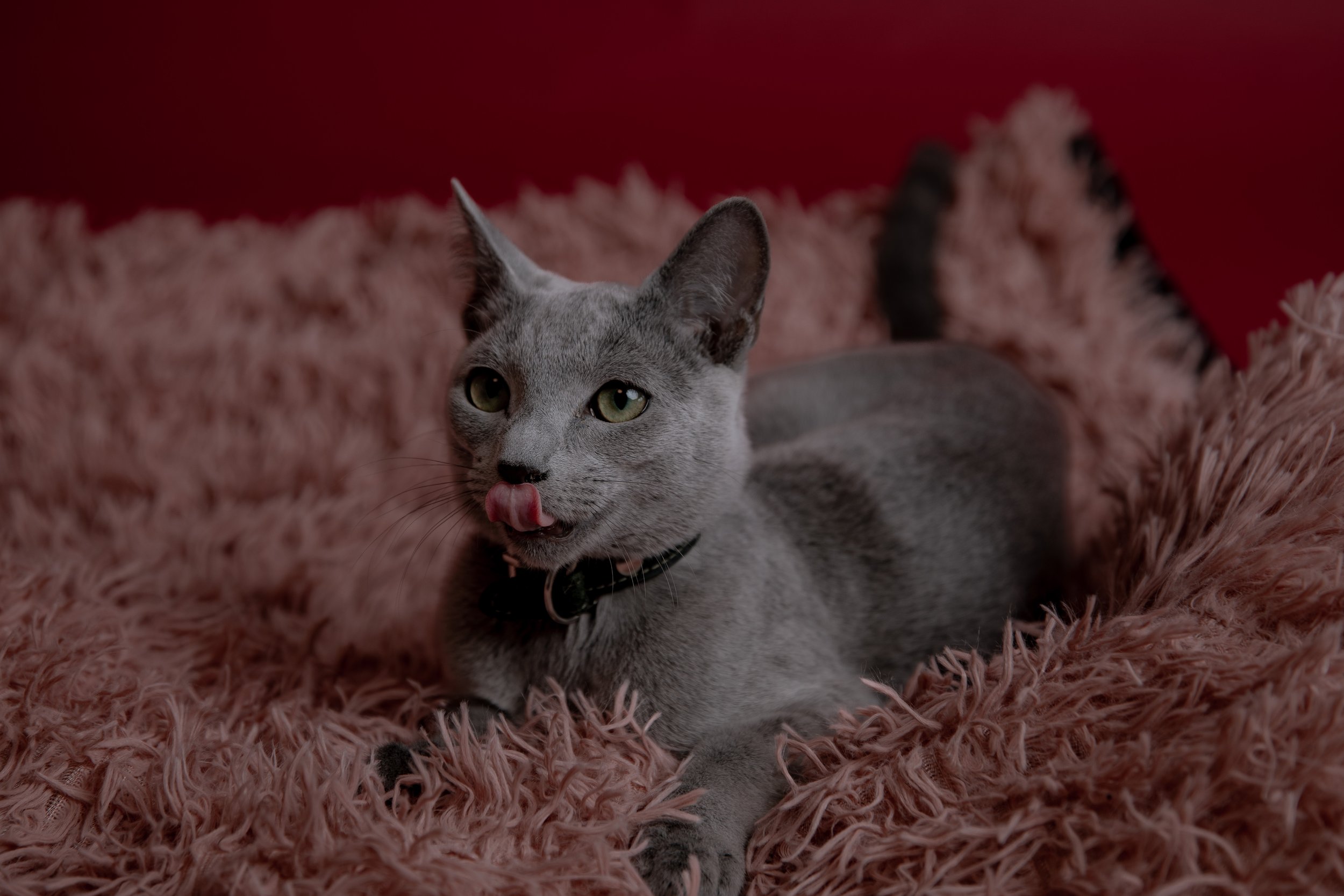 russisch blau Katze kaufen,  Züchter bayern. Verhaltensberatung & Training Katze