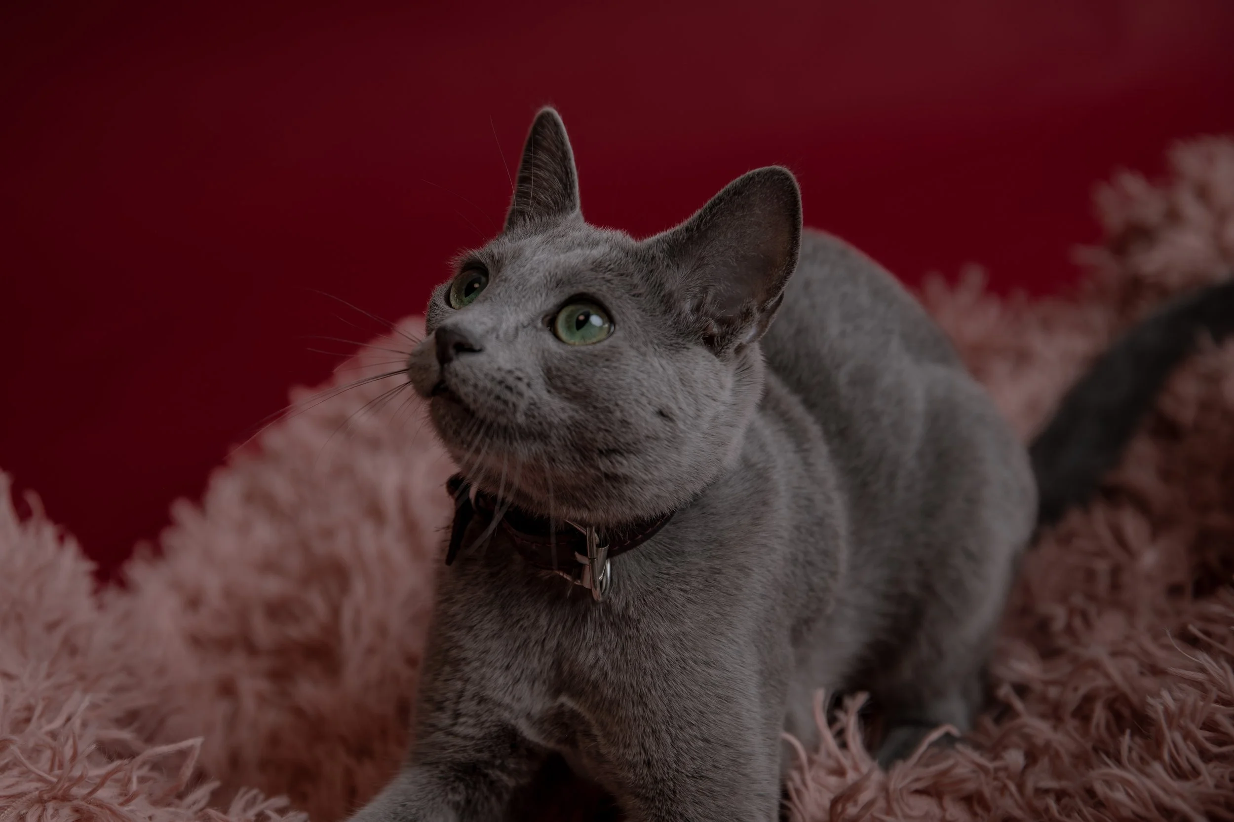 russisch blau Katze kaufen,  Züchter bayern. Verhaltensberatung & Training Katze