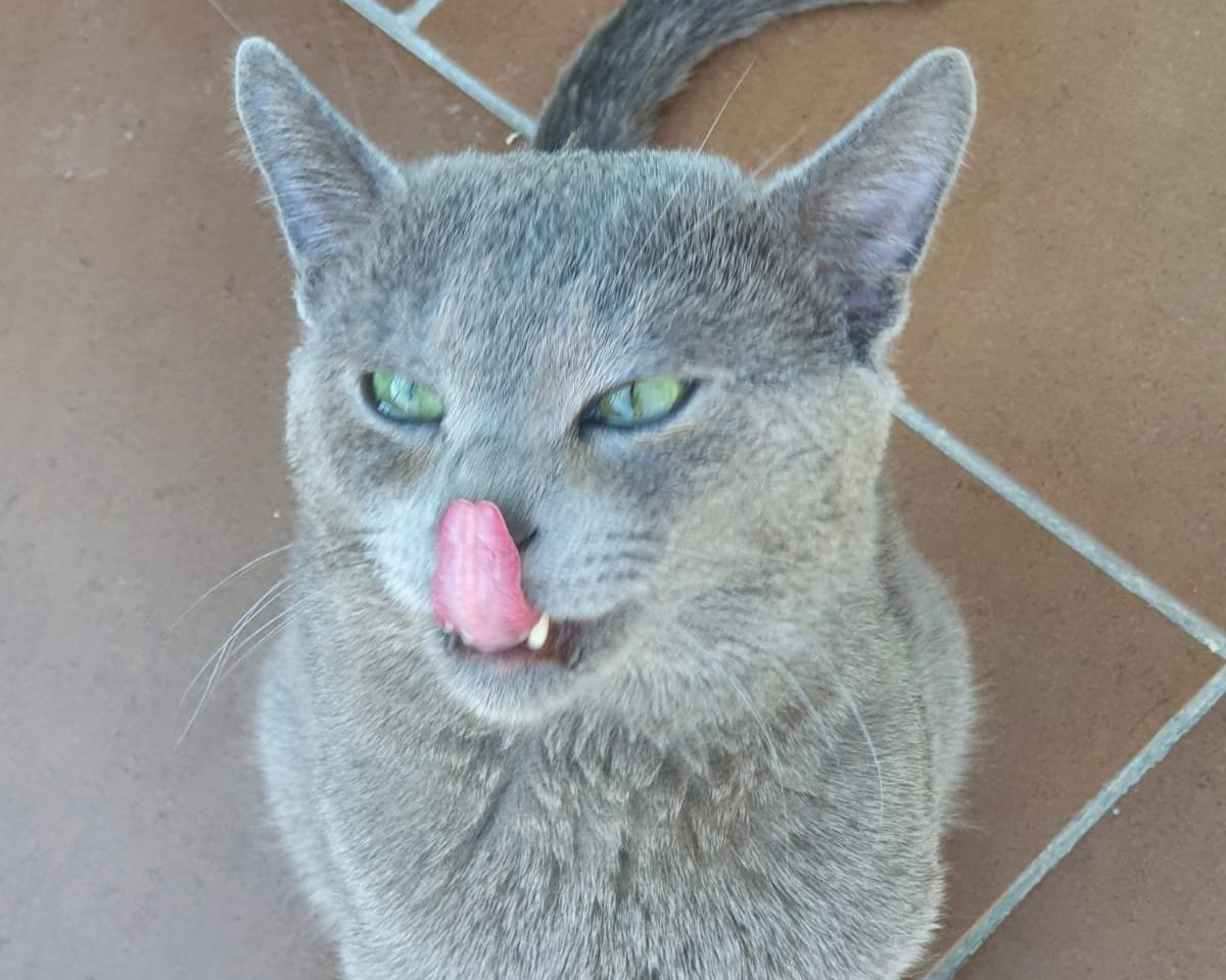 Russisch Blau Katze, Zucht in Bayern
