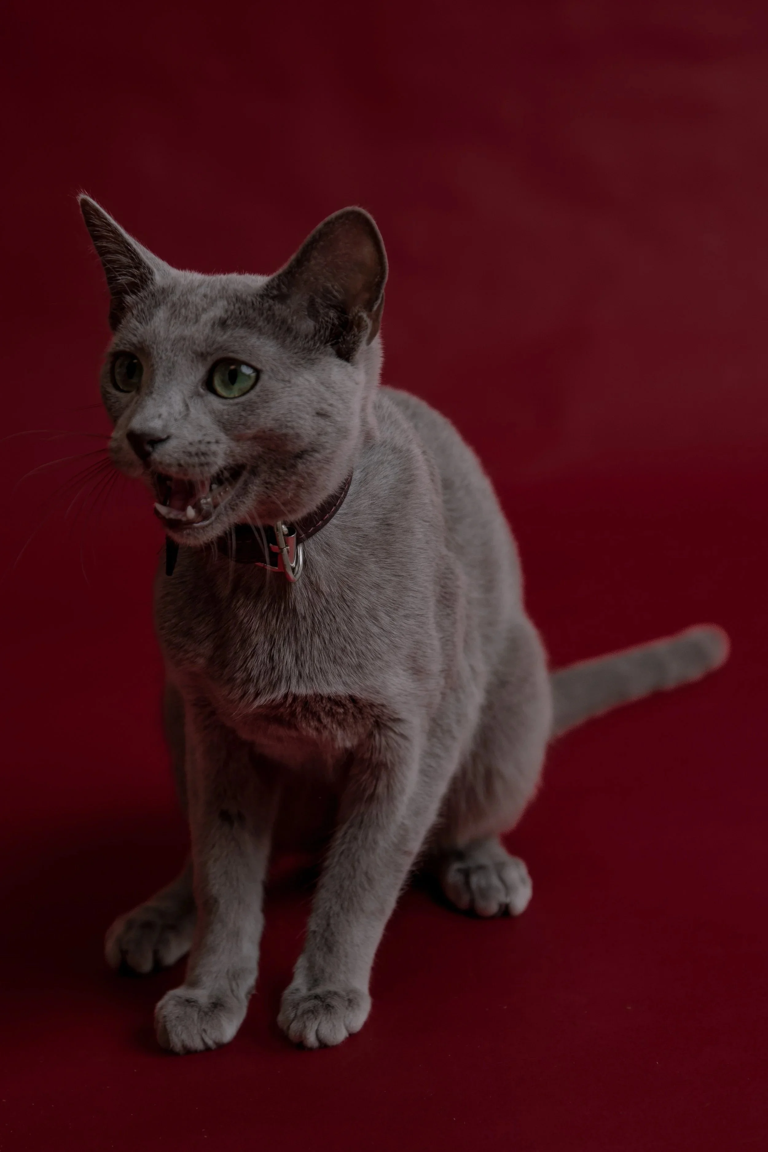 russisch blau Katze kaufen,  Züchter bayern. Verhaltensberatung & Training Katze