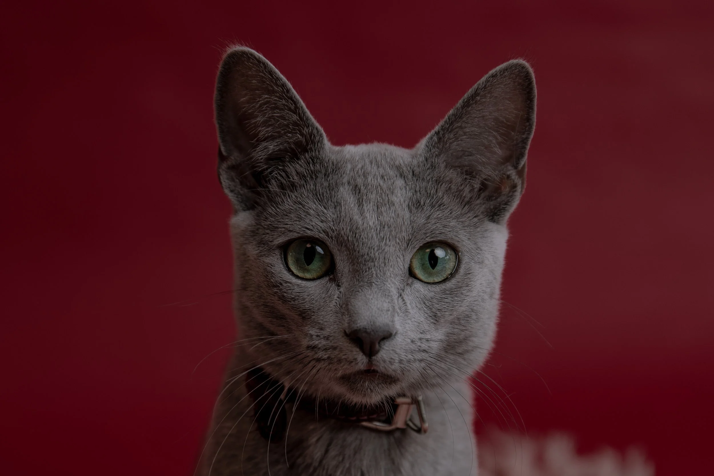 russisch blau Katze kaufen,  Züchter bayern. Verhaltensberatung & Training Katze
