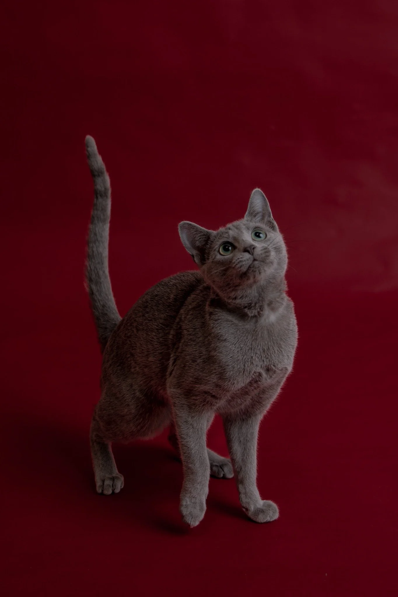 Russisch-Blau-Katze Mica von Hopfengold schaut aufmerksam nach oben.