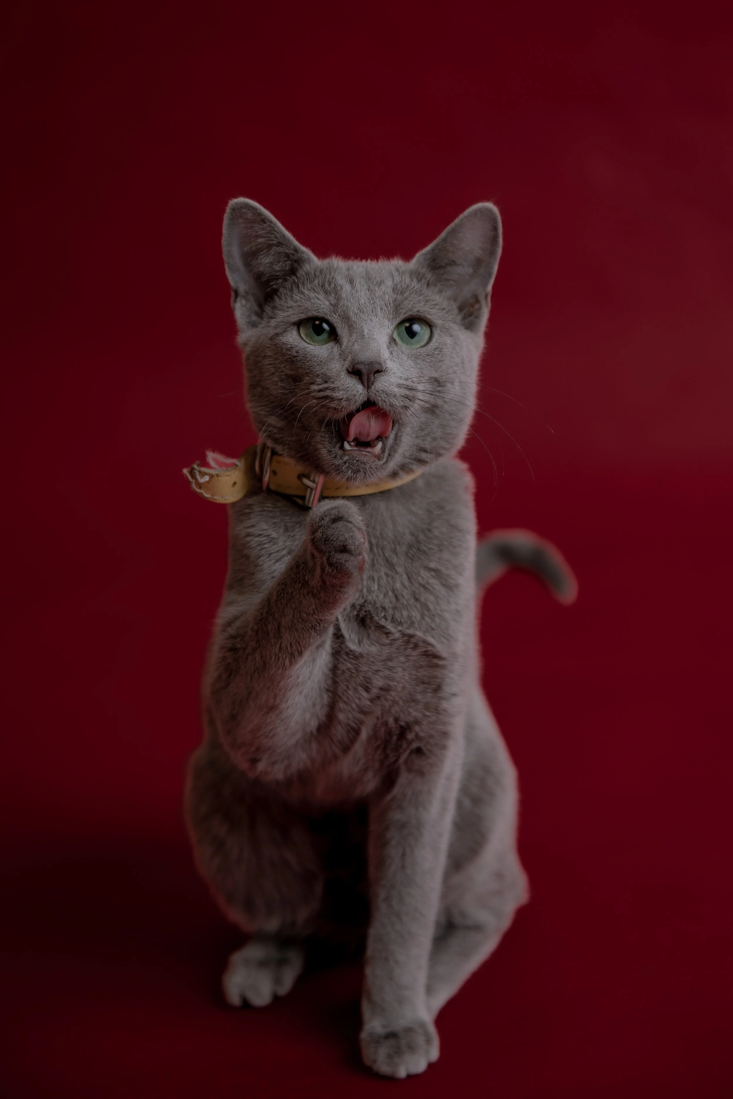 Russisch Blau Katze, Zucht in Bayern / Russisch Blau Züchter Bayern