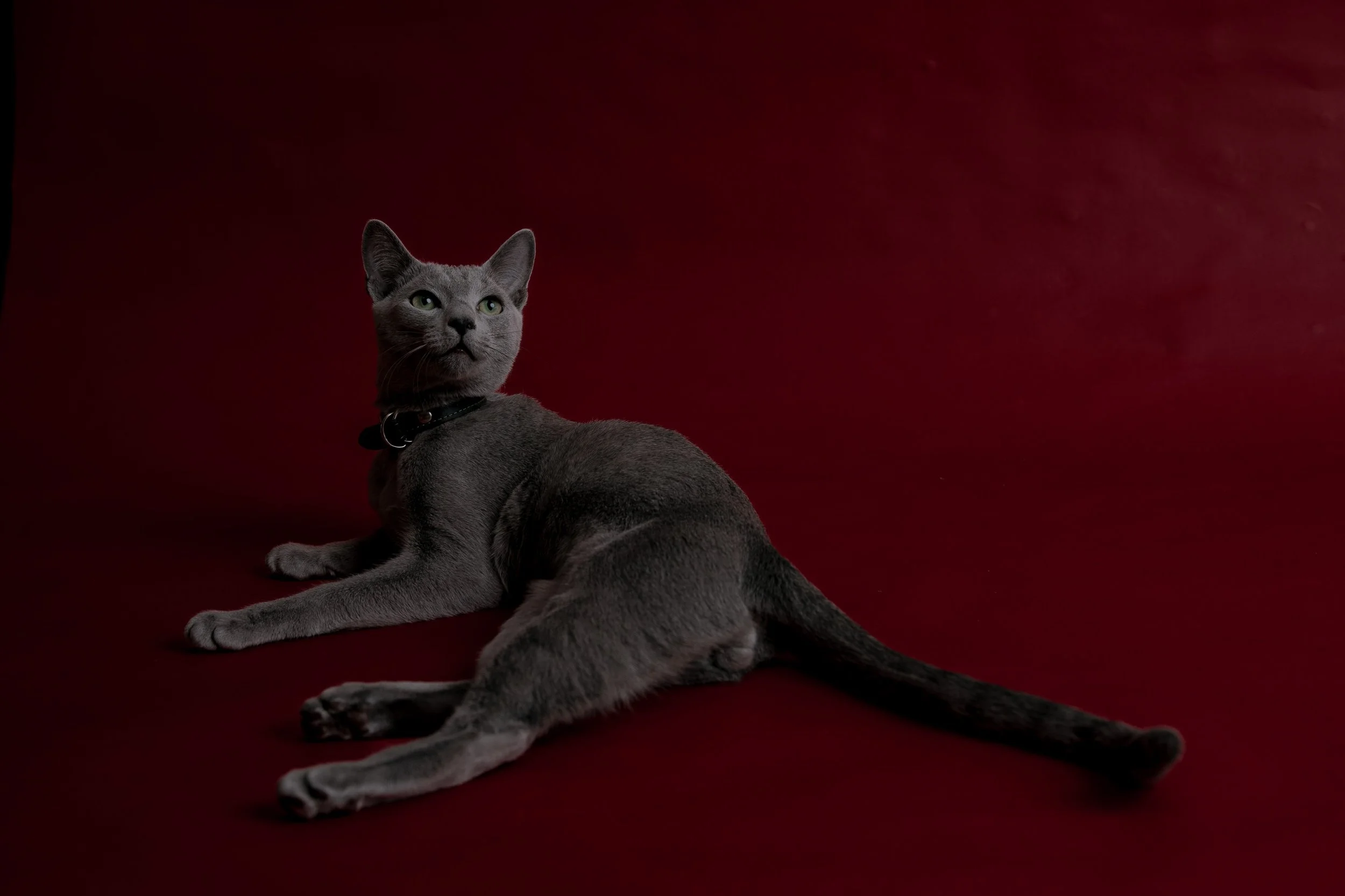 russisch blau Katze kaufen,  Züchter bayern. Verhaltensberatung & Training Katze