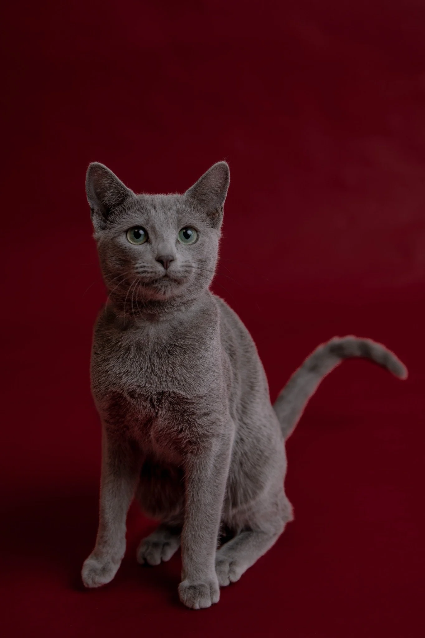 Mica von Hopfengold, Russisch-Blau-Katze, sitzt vor dunkelrotem Hintergrund und blickt in die Kamera.