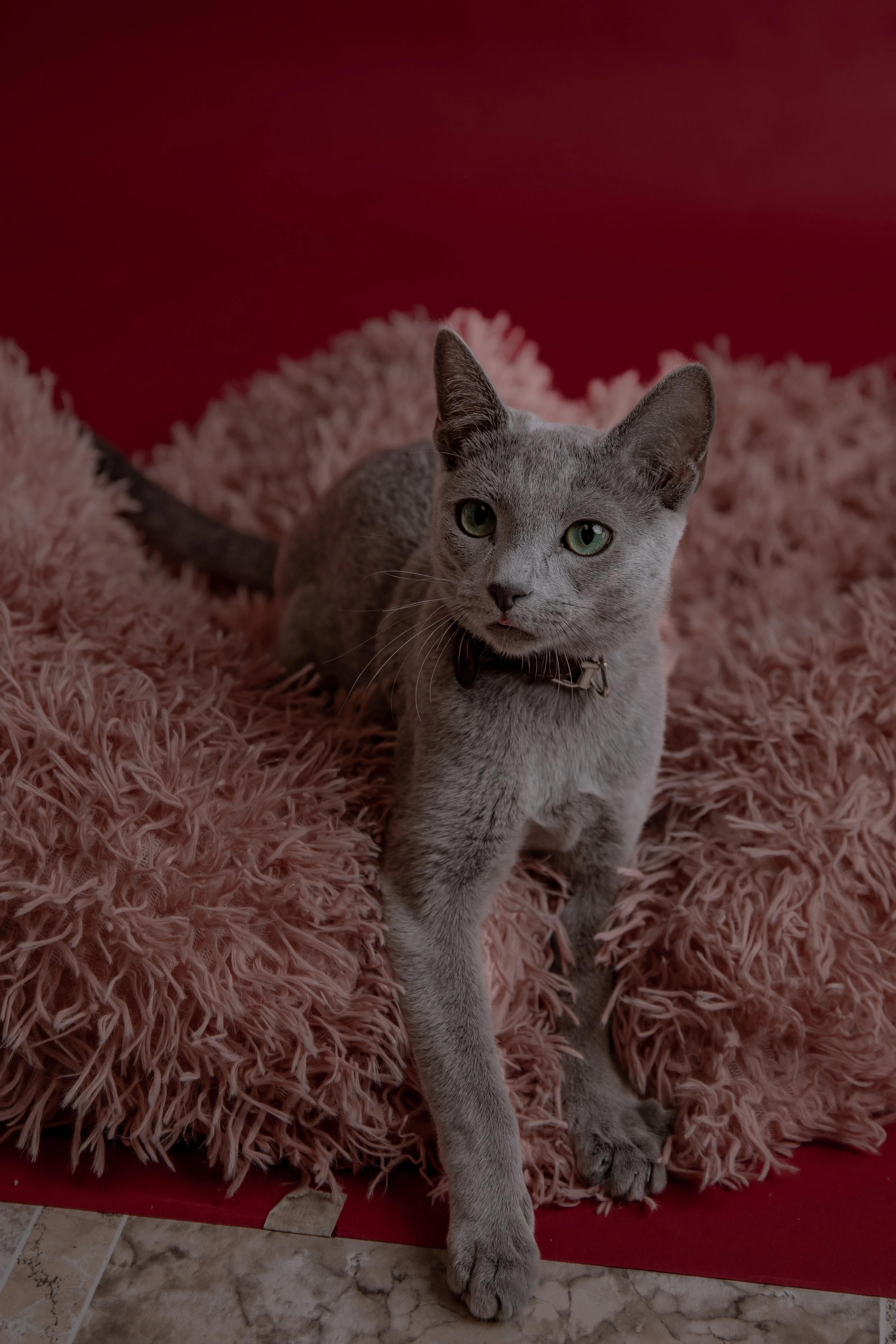 russisch blau Katze kaufen,  Züchter bayern. Verhaltensberatung & Training Katze