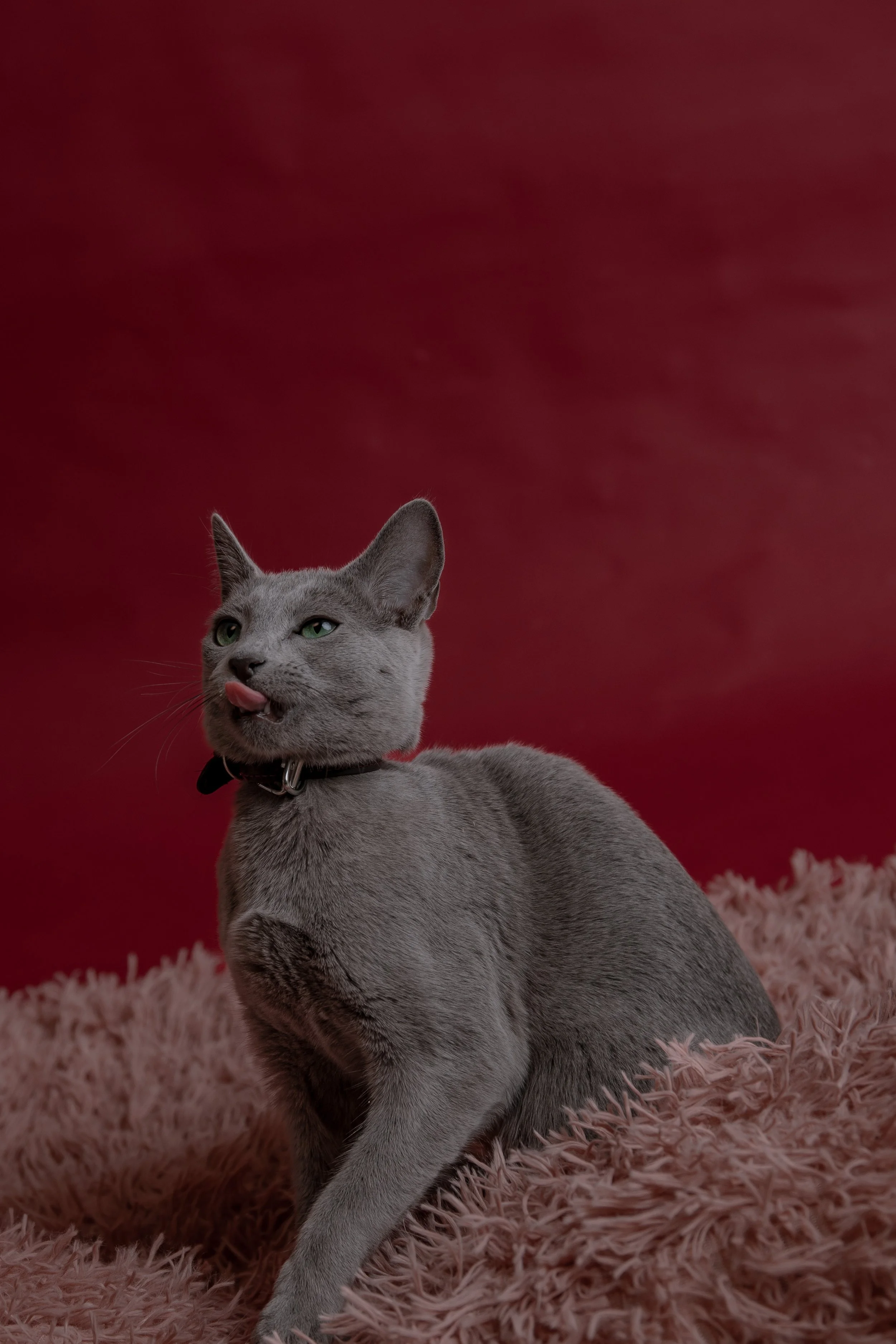russisch blau Katze kaufen,  Züchter bayern. Verhaltensberatung & Training Katze