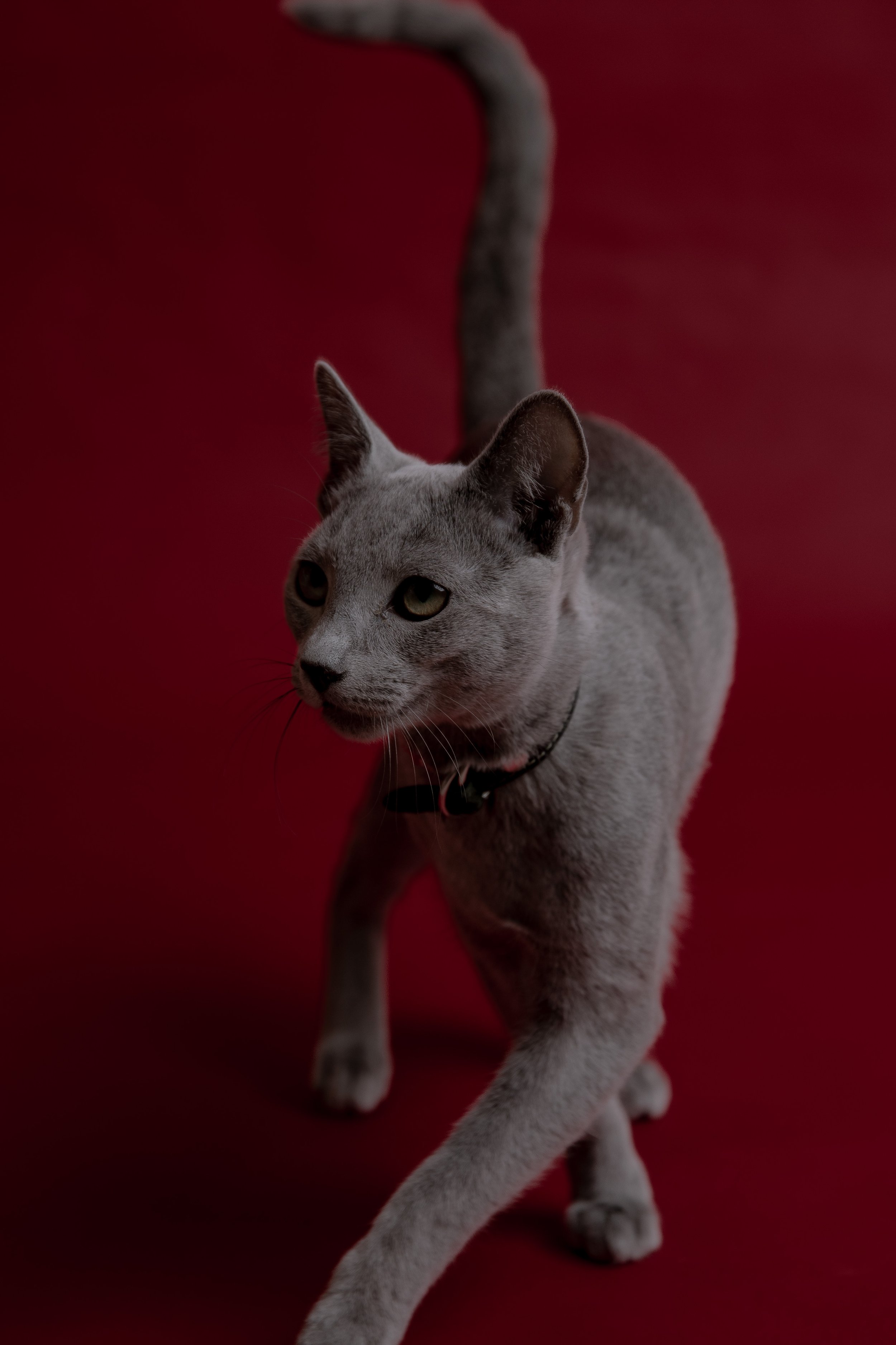 russisch blau Katze kaufen,  Züchter bayern. Verhaltensberatung & Training Katze