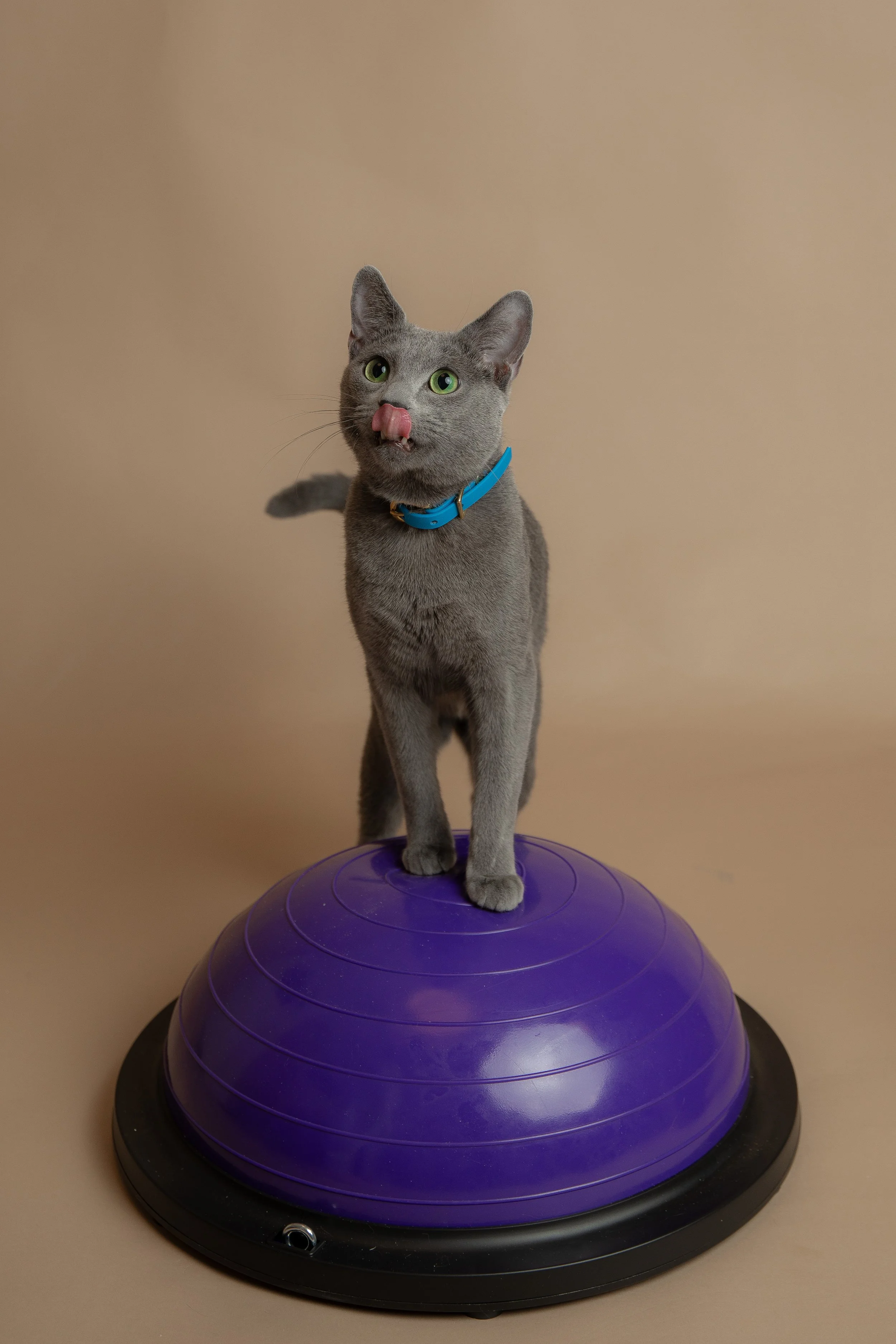 Russisch Blau Katerchen