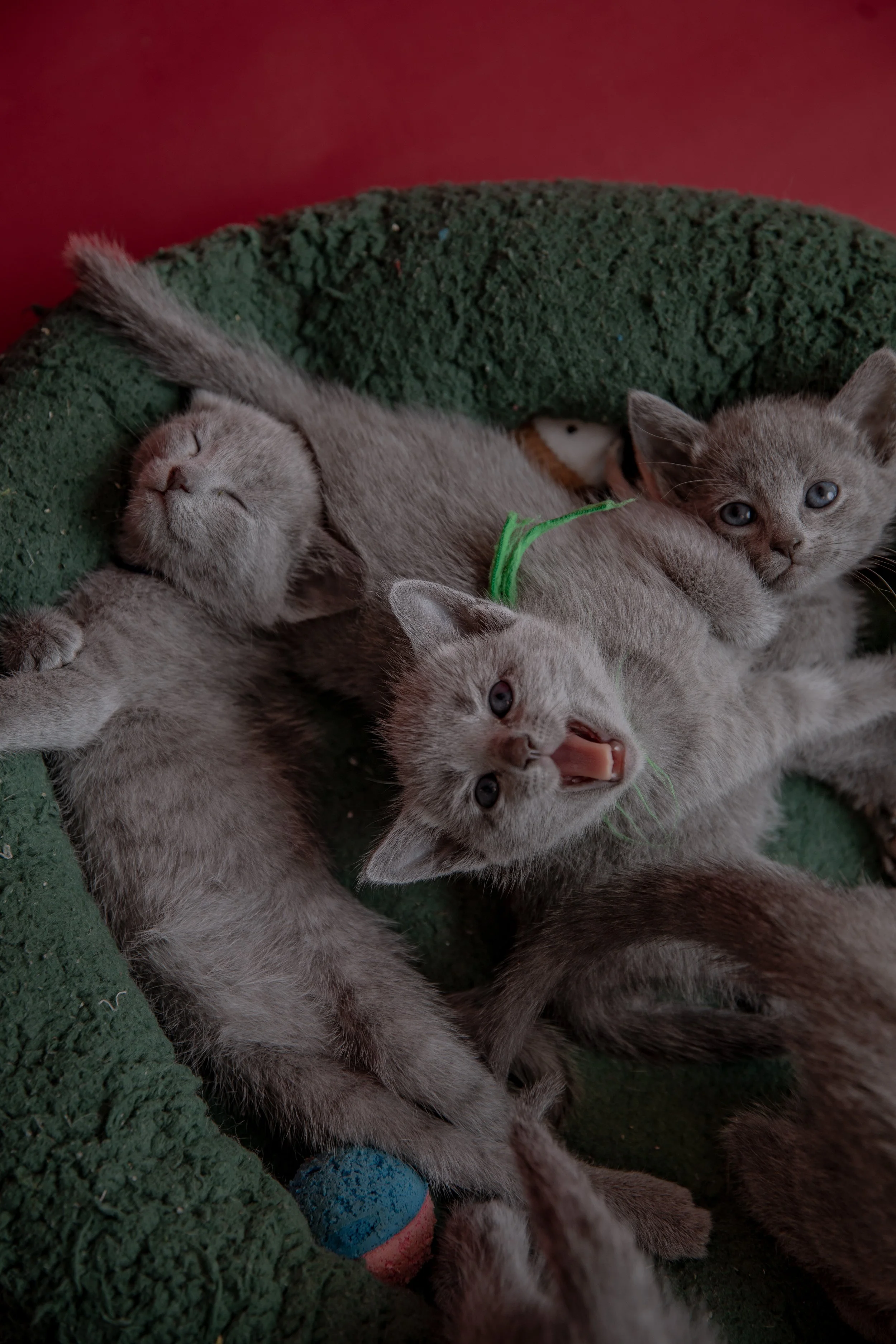 russisch blau züchter bayern / russisch blau Züchter Zucht, Bayern, liebevolle reinrassige Russisch Blau Katze