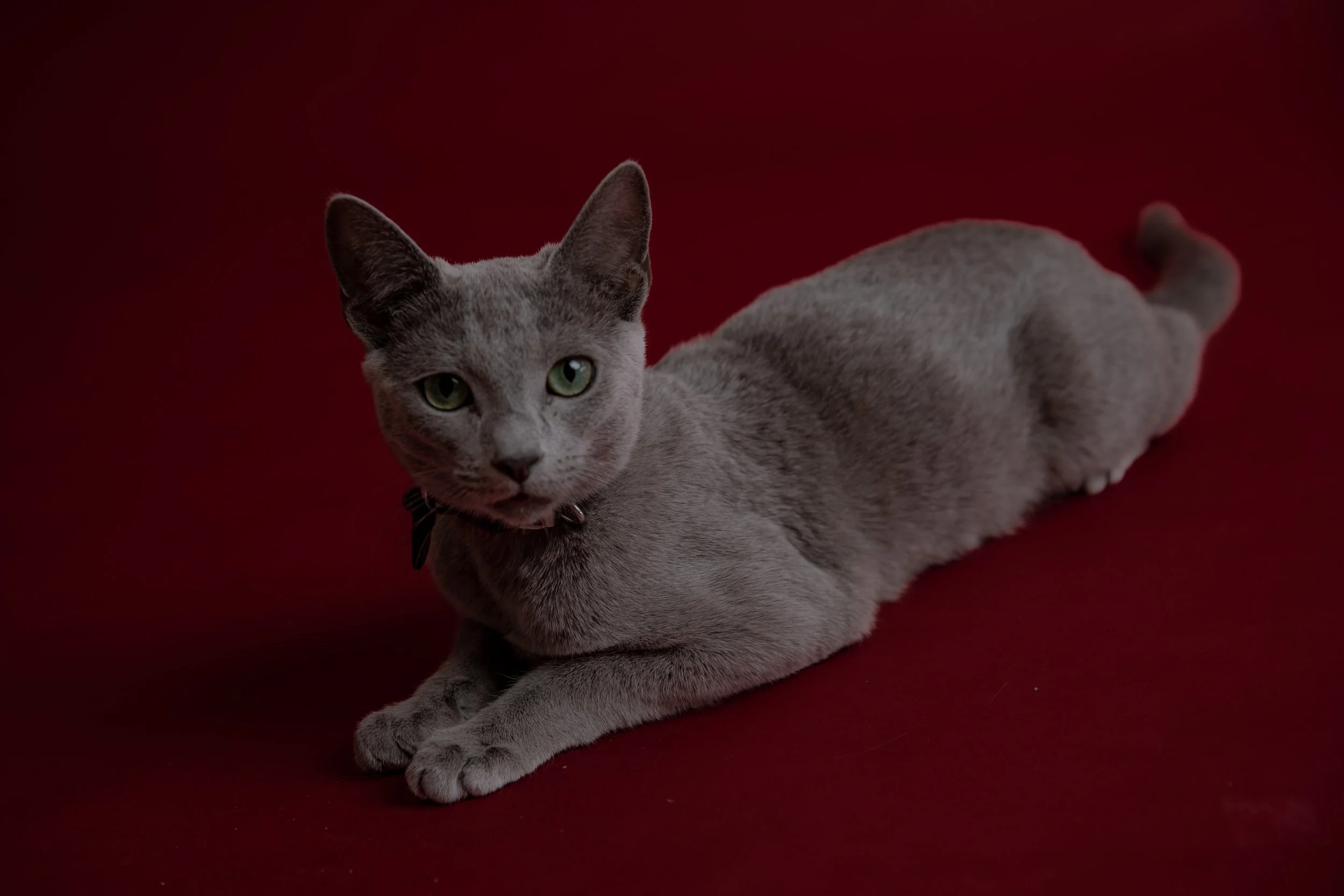 russisch blau Katze kaufen,  Züchter bayern. Verhaltensberatung & Training Katze
