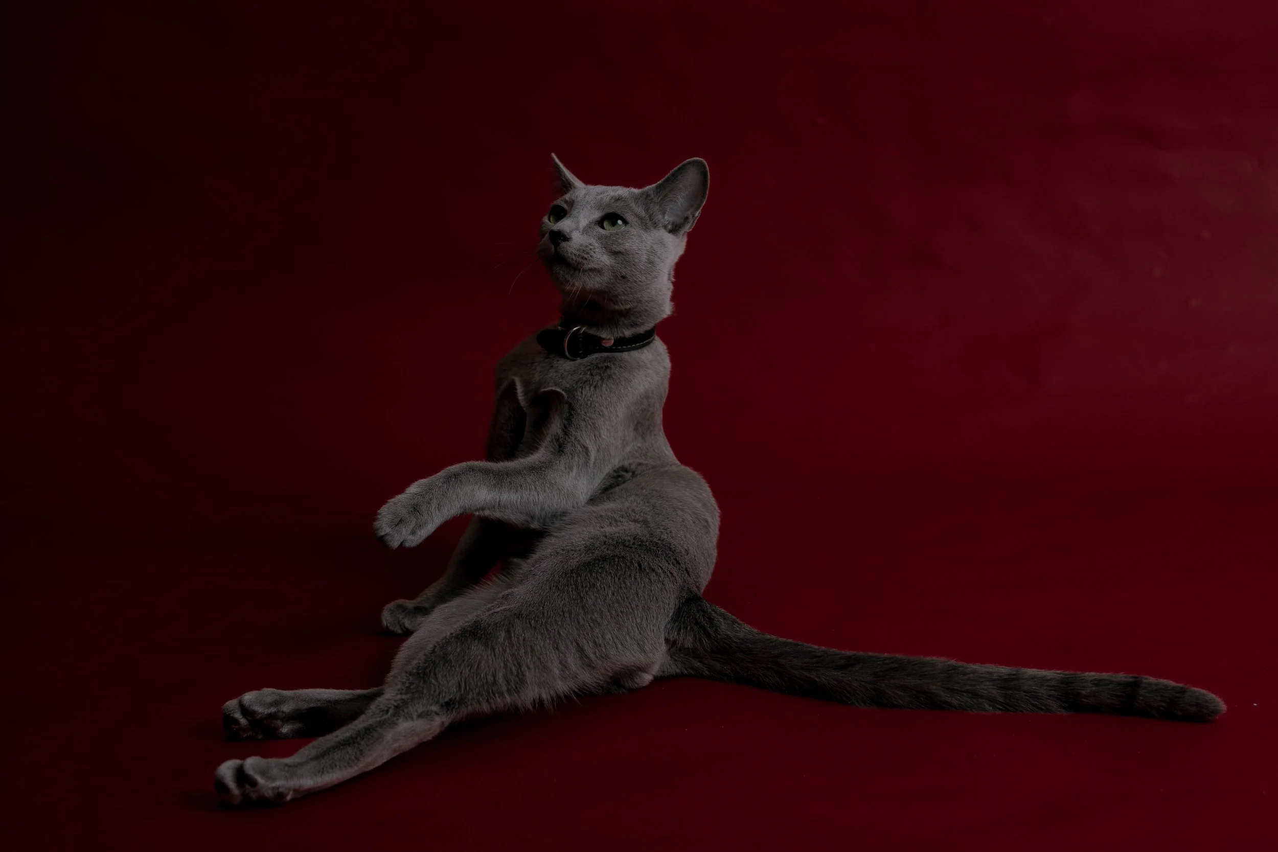 russisch blau Katze kaufen,  Züchter bayern. Verhaltensberatung & Training Katze