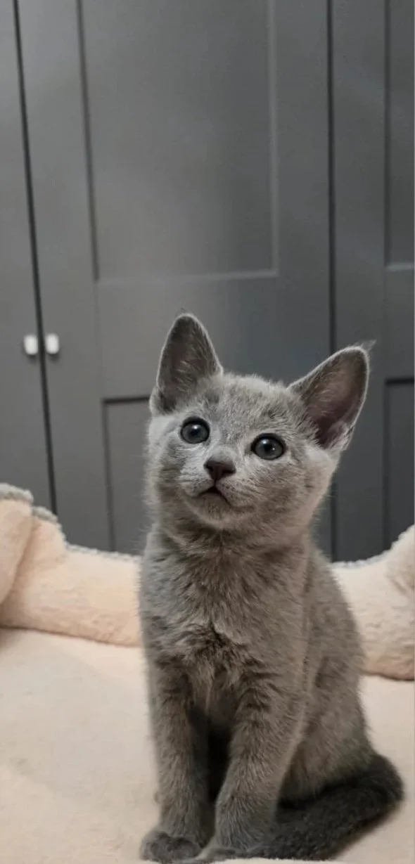 russisch blau züchter bayern / russisch blau Züchter Zucht, Bayern, liebevolle reinrassige Russisch Blau Katze 