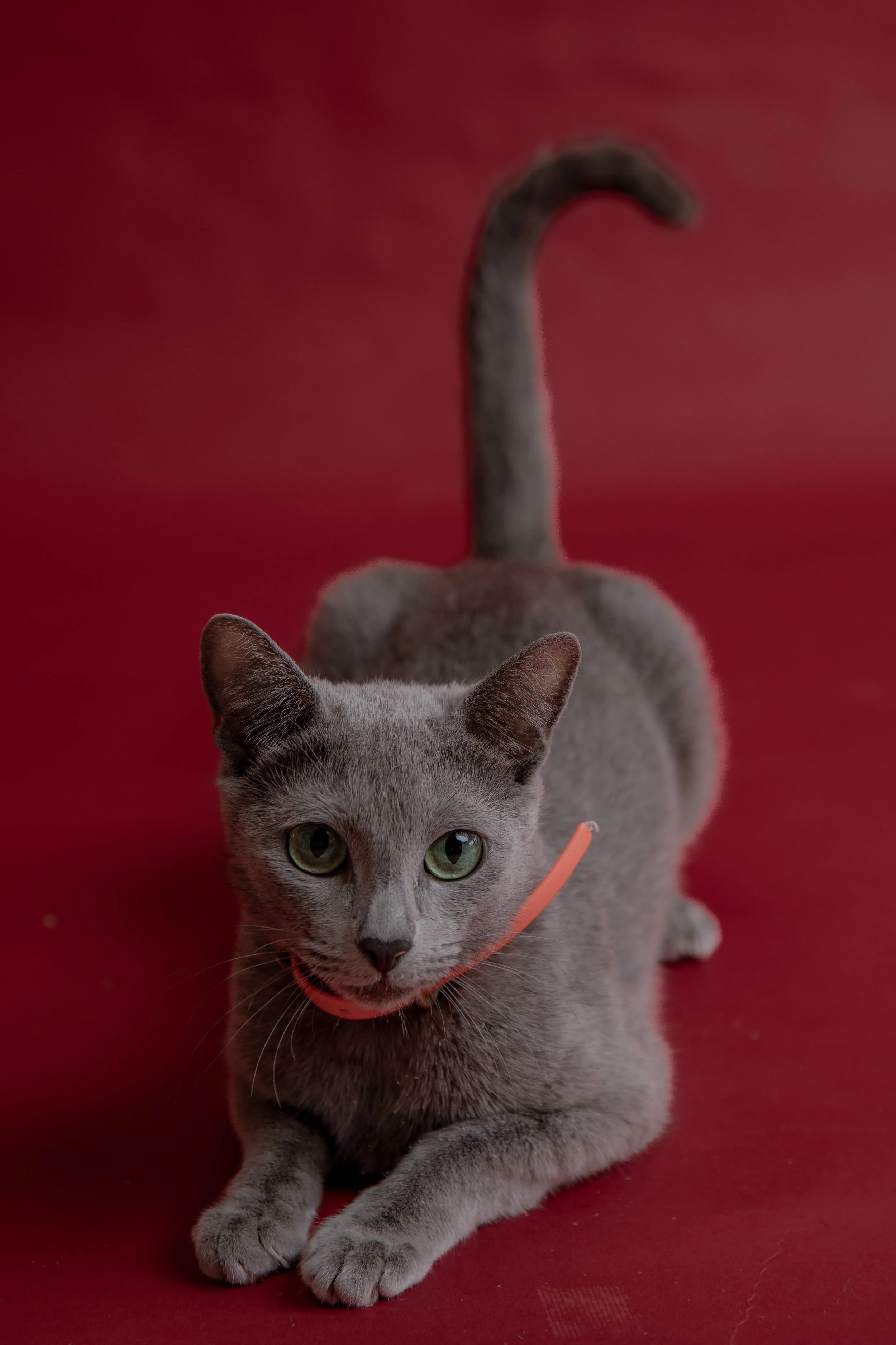 russisch blau Katze kaufen,  Züchter bayern. Verhaltensberatung & Training Katze