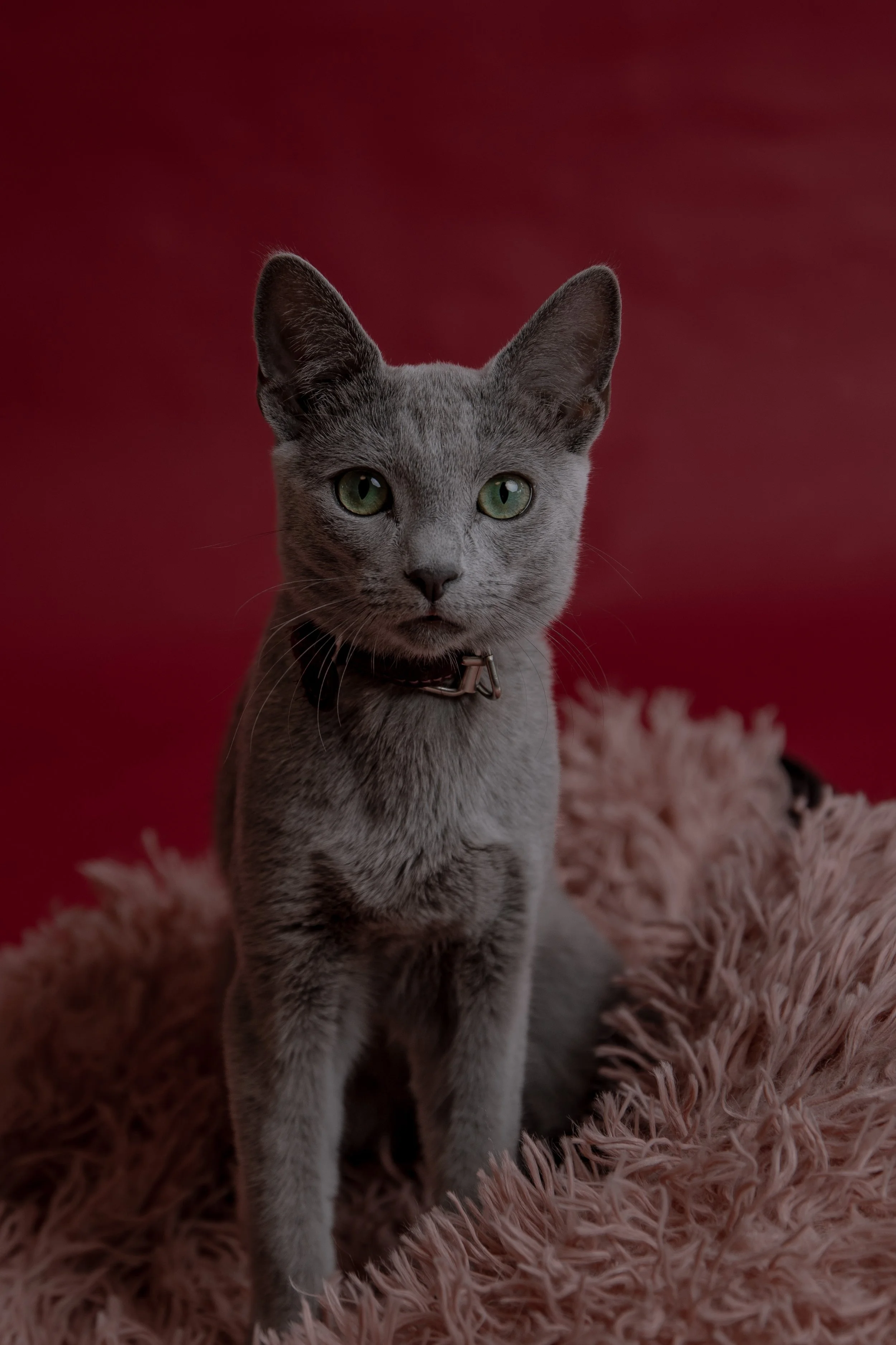 russisch blau Katze kaufen,  Züchter bayern. Verhaltensberatung & Training Katze