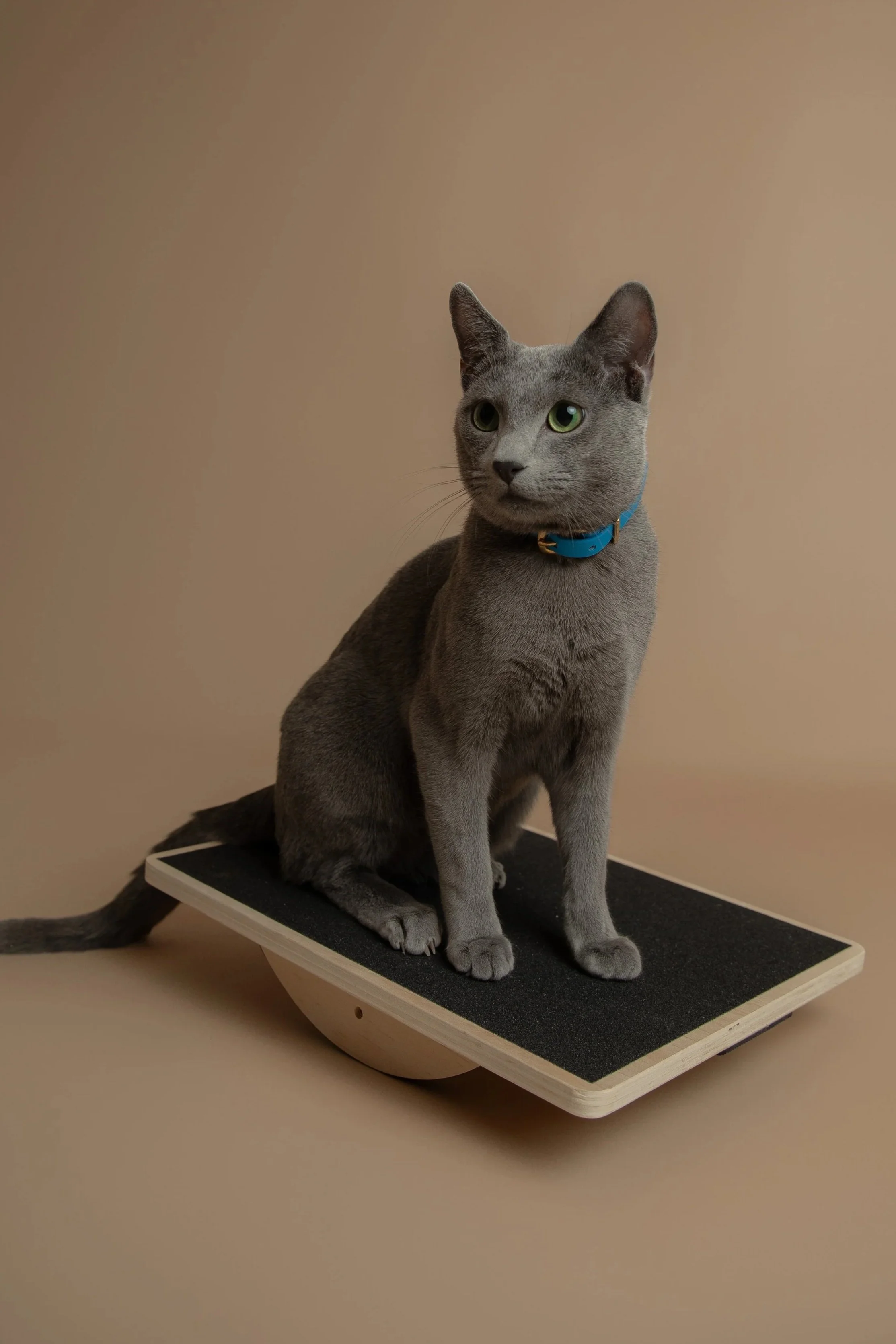 russisch blau züchter bayern, Reinrassig Russisch Blau Bayern  Zucht Katze aristokratisch, intelligent, wunderschön