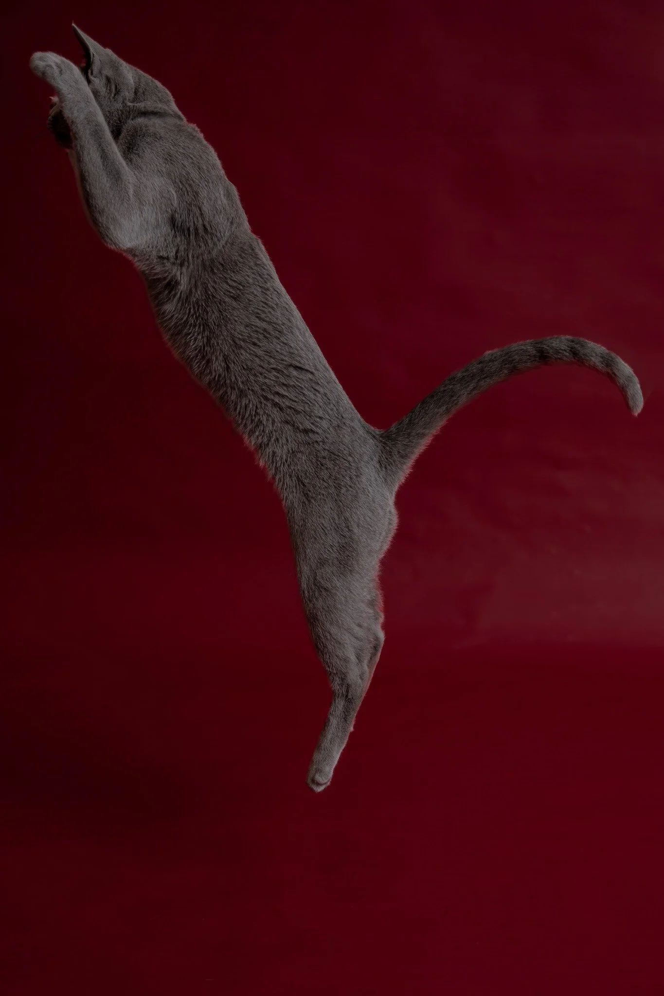 Russisch-Blau-Katze Mica von Hopfengold springt mit ausgestreckten Vorderpfoten nach oben.
