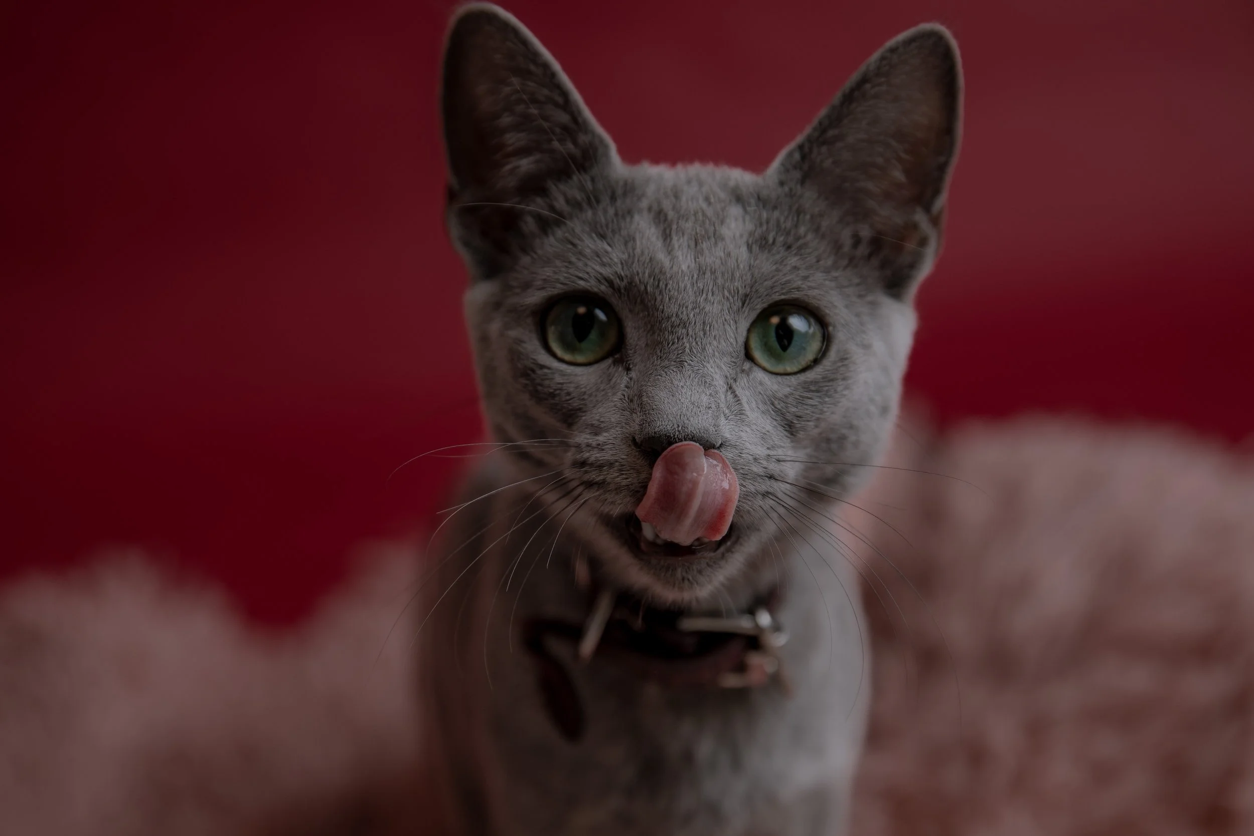 russisch blau Katze kaufen,  Züchter bayern. Verhaltensberatung & Training Katze