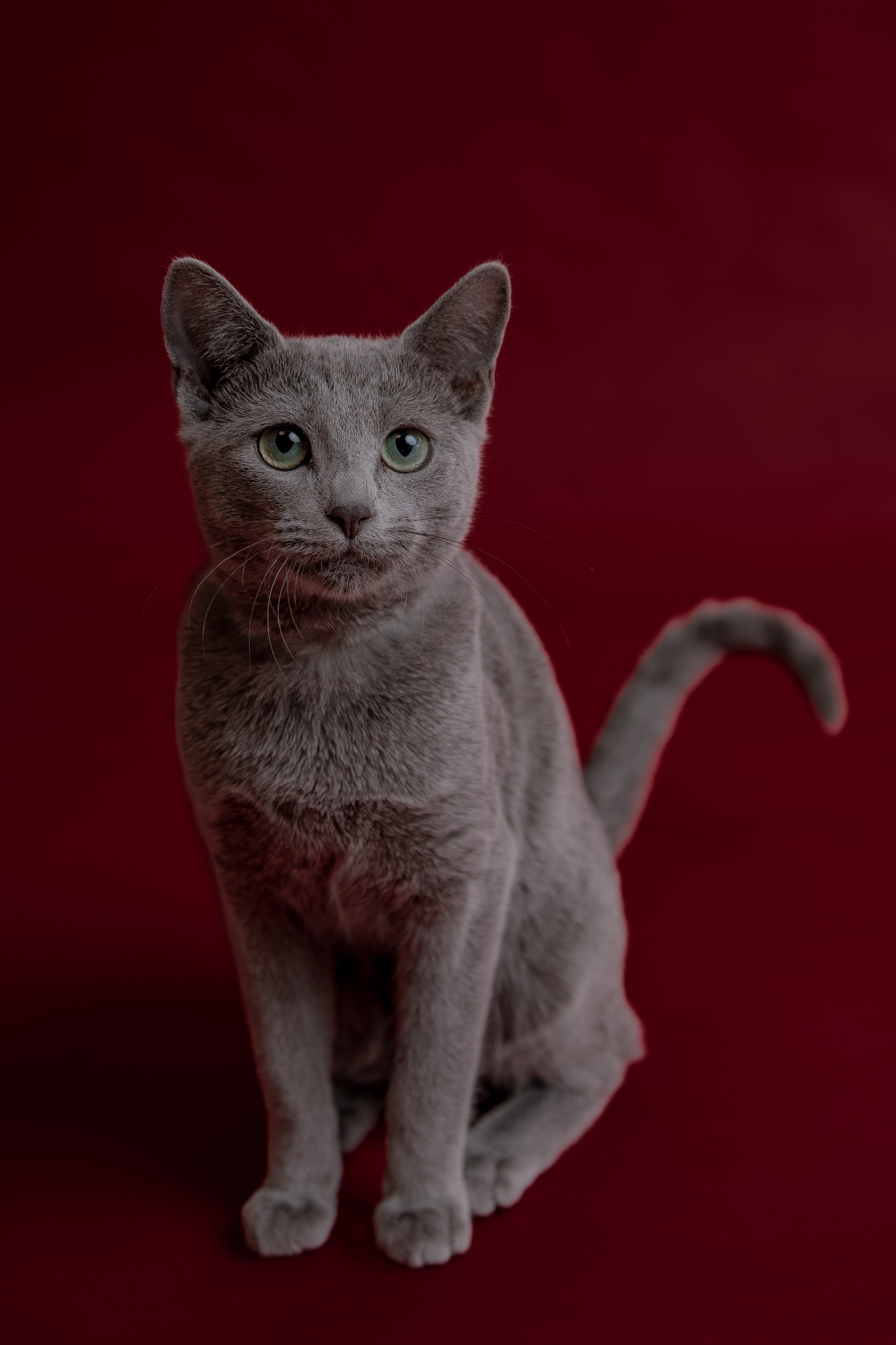 russisch blau züchter bayern / russisch blau züchter/aristokratische reinrassige Russisch Blau Katze Bayern