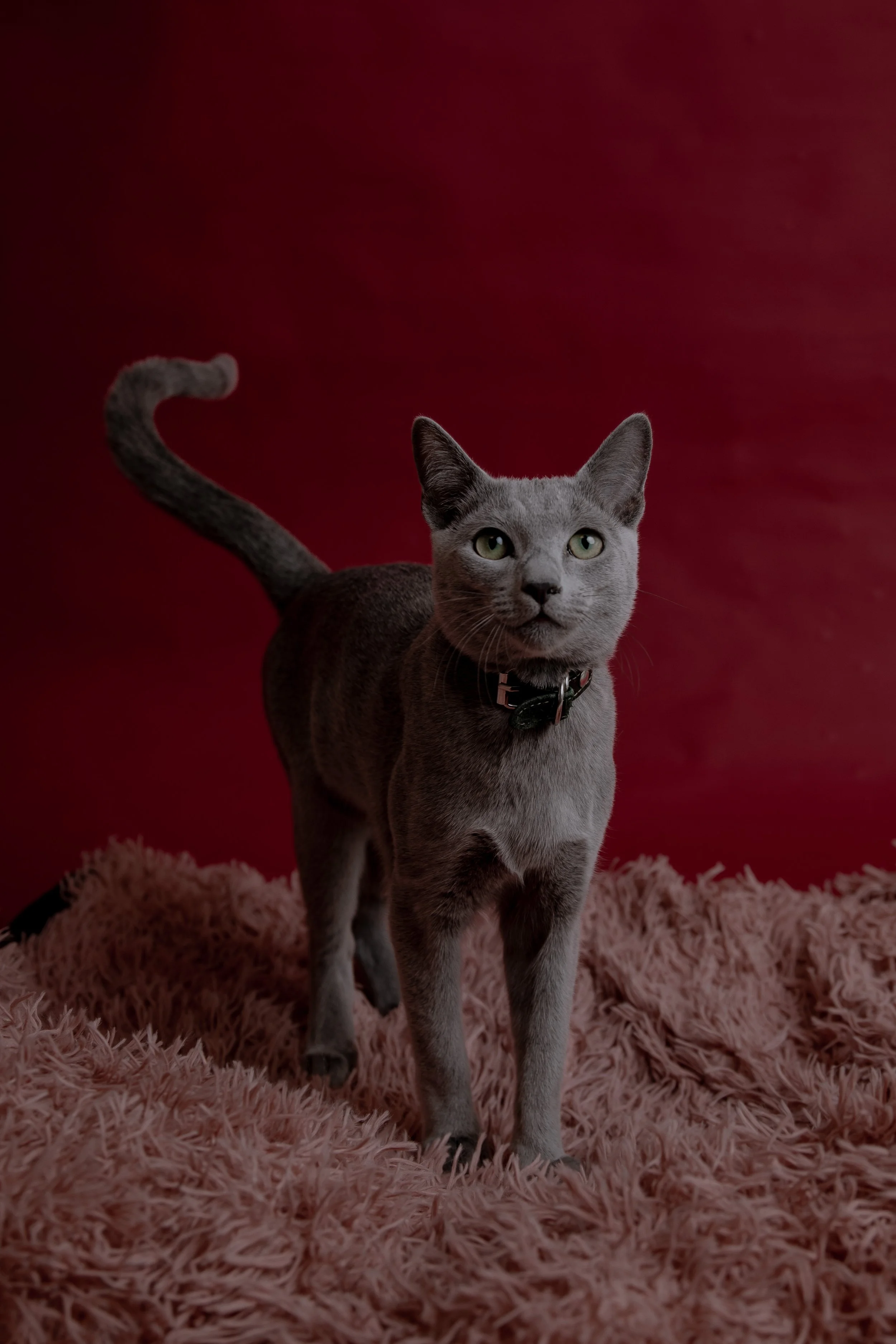 russisch blau Katze kaufen,  Züchter bayern. Verhaltensberatung & Training Katze
