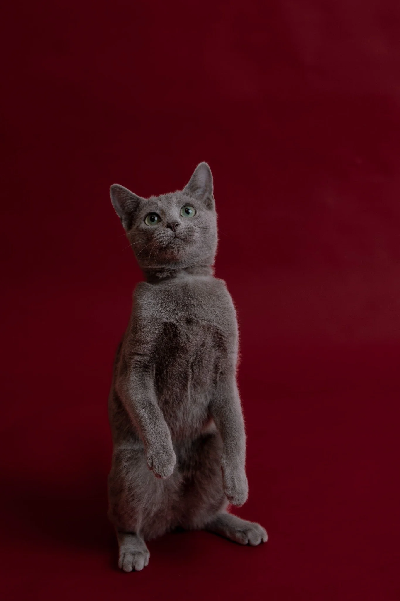Mica von Hopfengold macht Männchen und hält ihre Vorderpfoten vor der Brust.