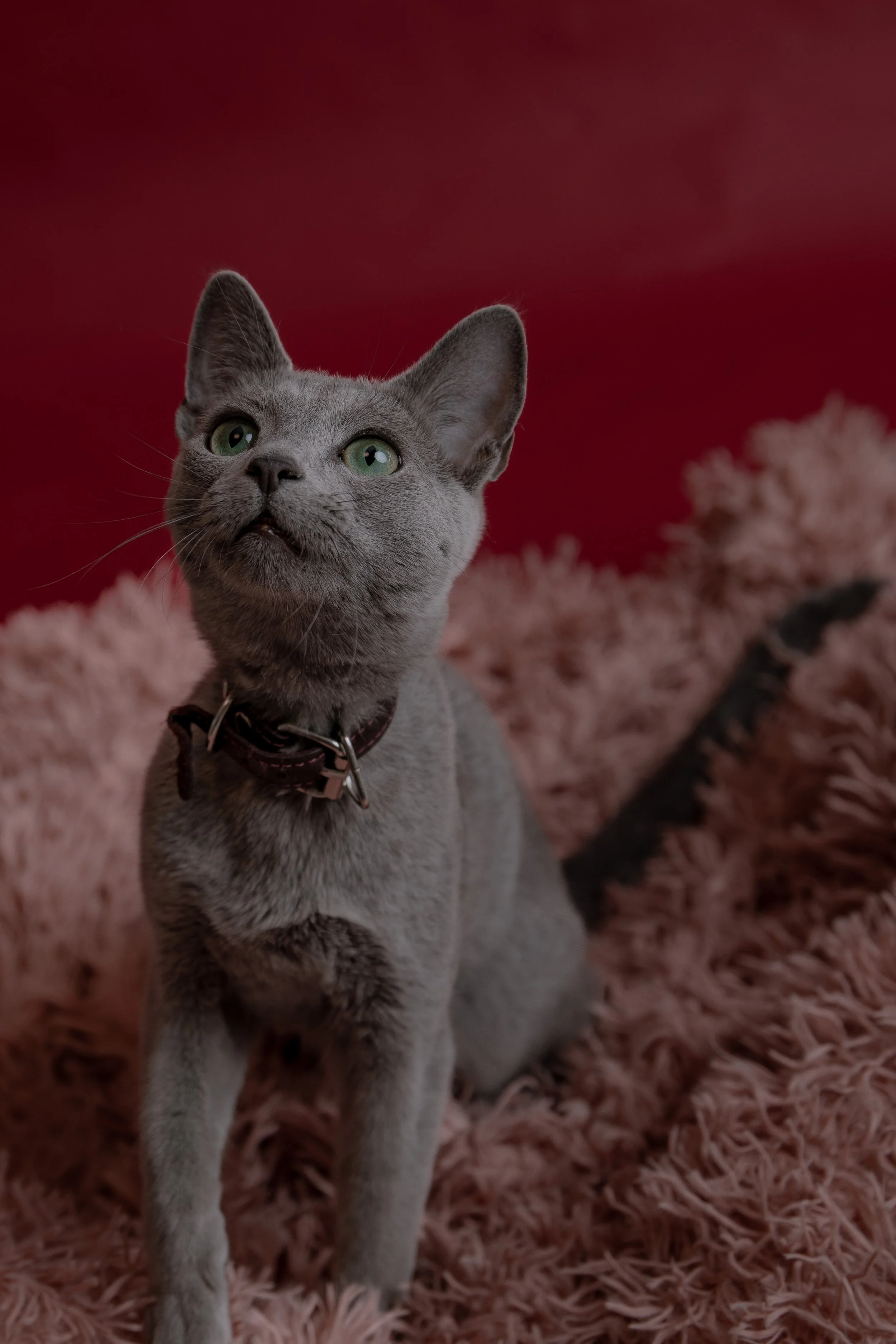 russisch blau Katze kaufen,  Züchter bayern. Verhaltensberatung & Training Katze