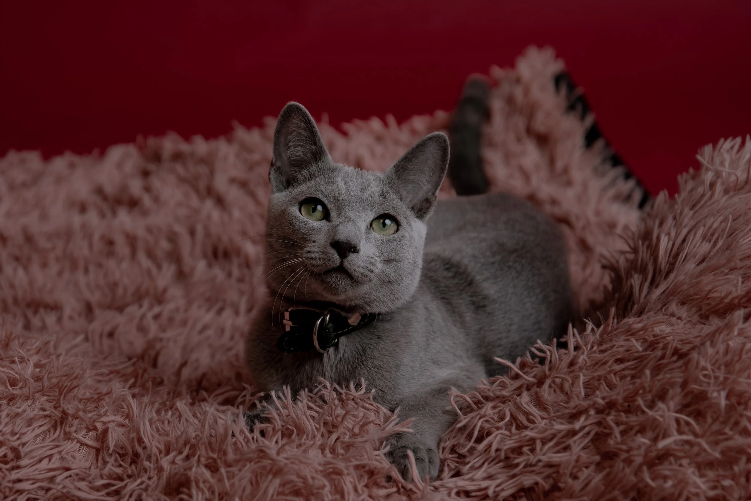 russisch blau Katze kaufen,  Züchter bayern. Verhaltensberatung & Training Katze