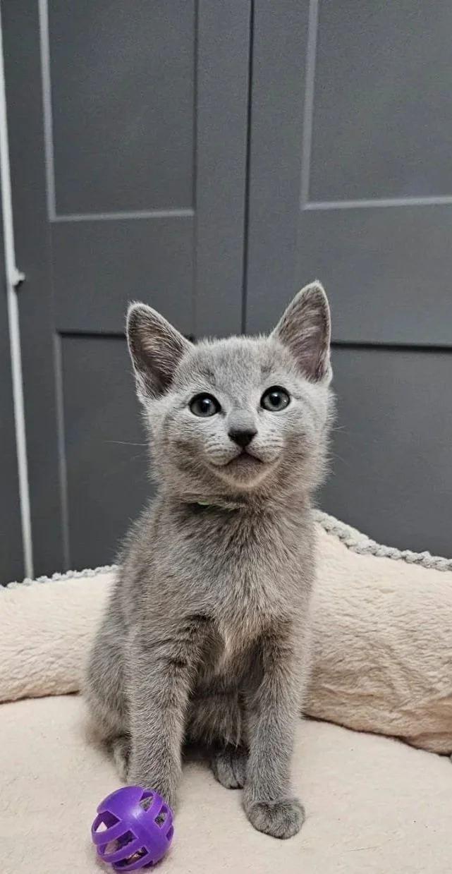 russisch blau züchter bayern / russisch blau Züchter Reinrassiger Russisch Blau Kuschelmonster Bayern Zucht 