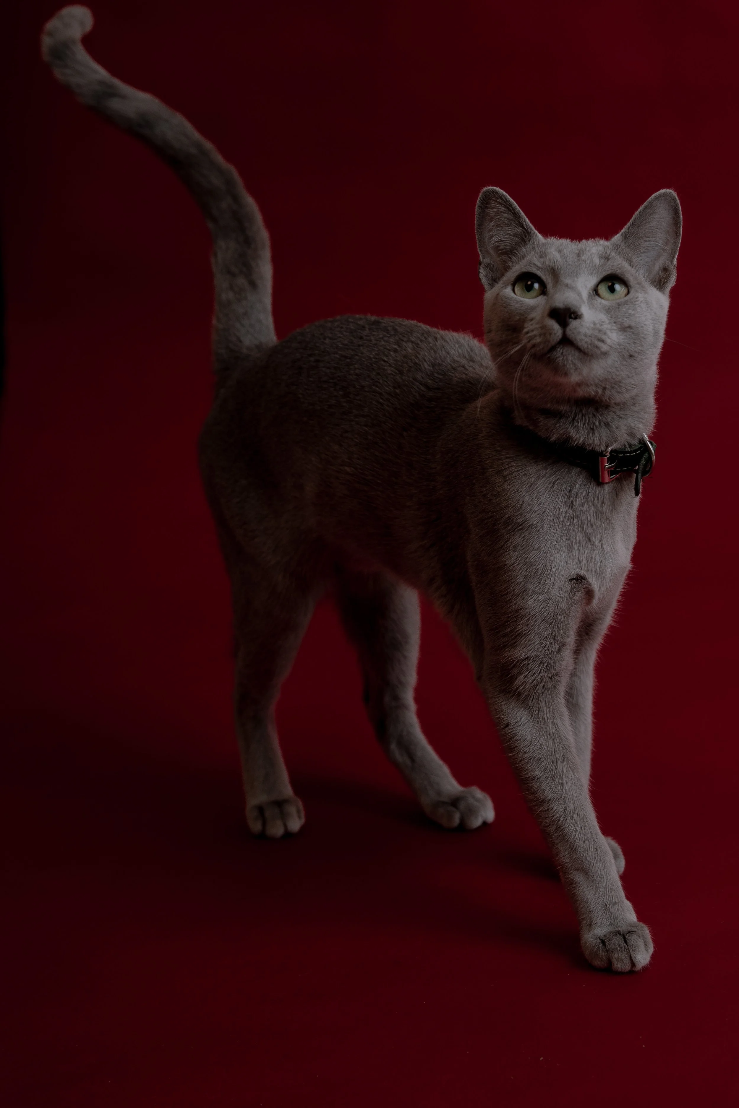 russisch blau züchter bayern/ Bayern Zucht schöne, intelligente Russisch Blau Katze, reinrassig menschenbezogen