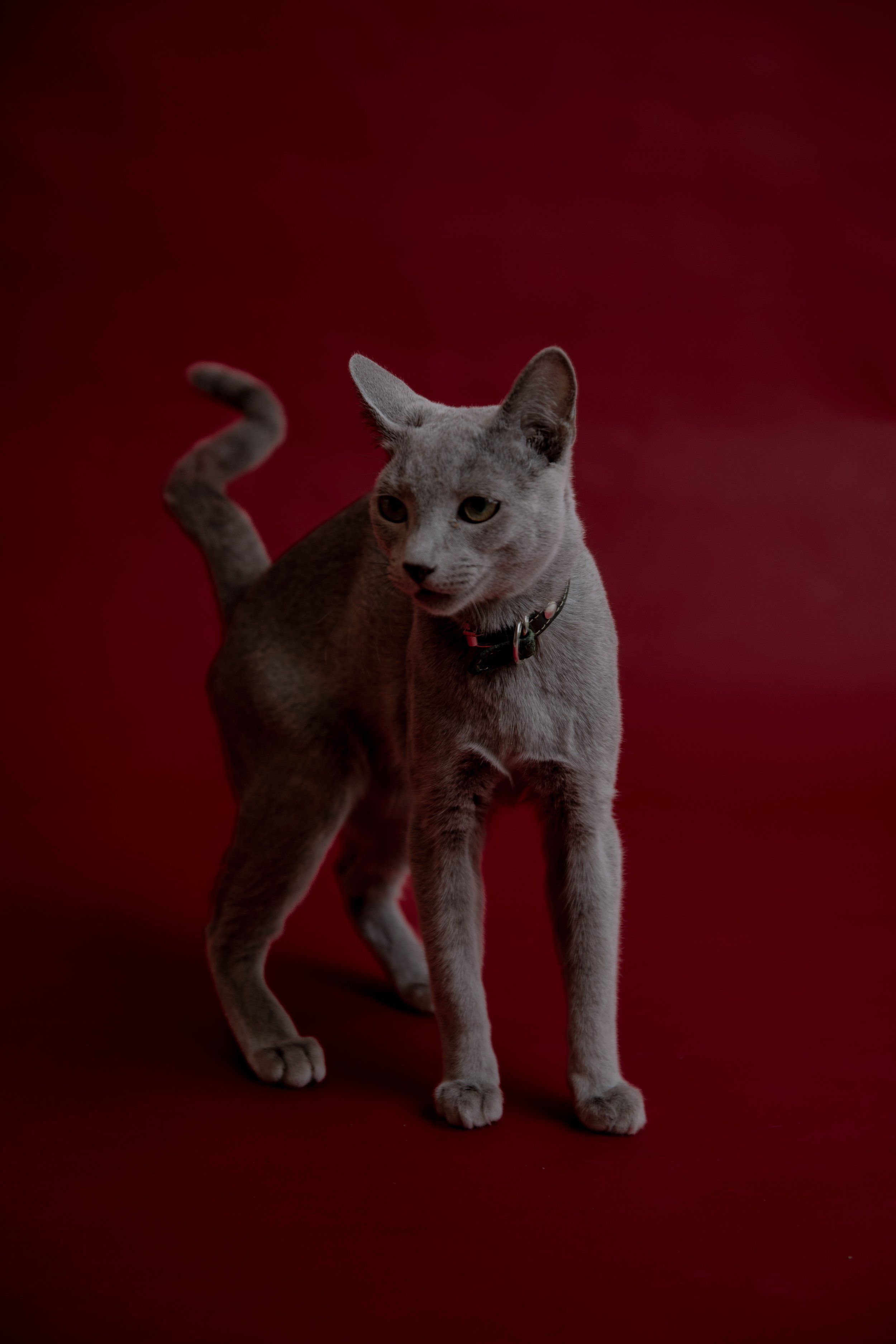 russisch blau Katze kaufen,  Züchter bayern. Verhaltensberatung & Training Katze