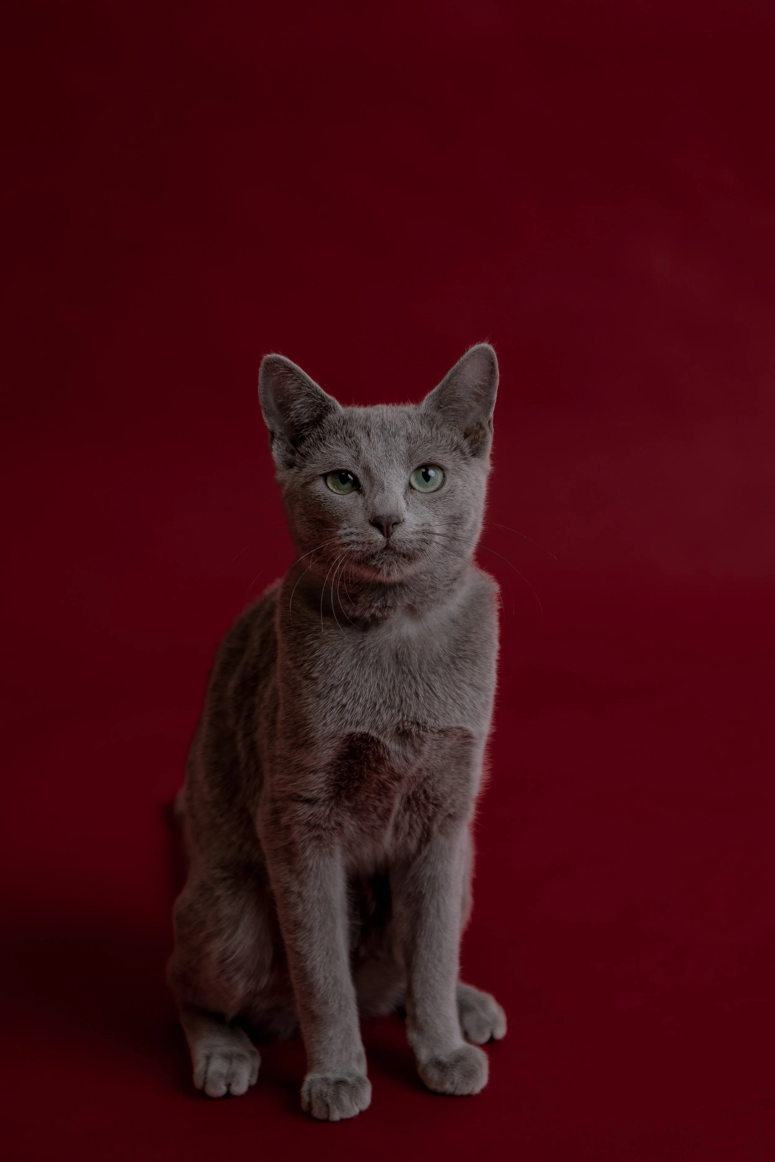 russisch blau Katze kaufen,  Züchter bayern. Verhaltensberatung & Training Katze