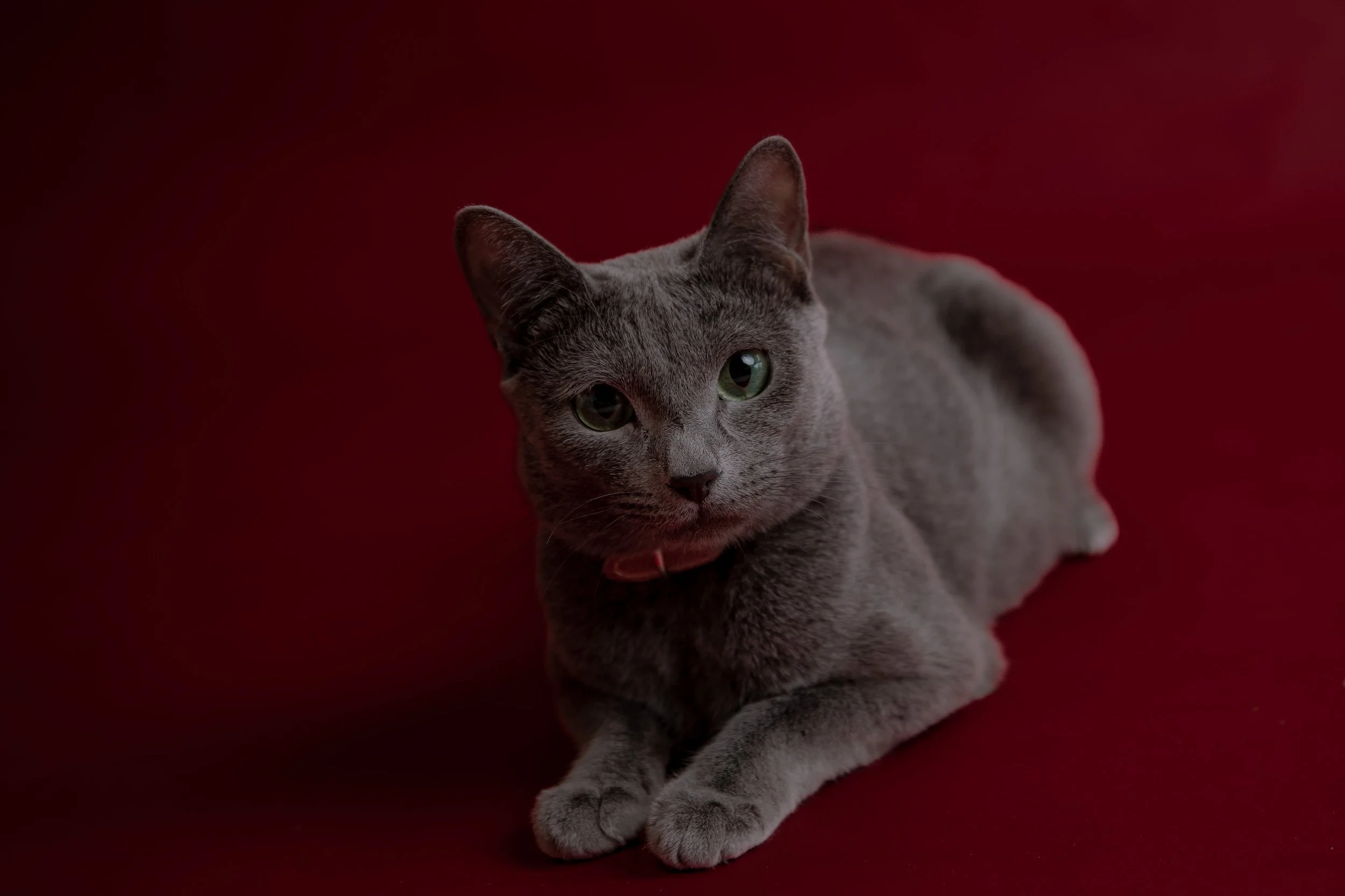 russisch blau Katze kaufen,  Züchter bayern. Verhaltensberatung & Training Katze